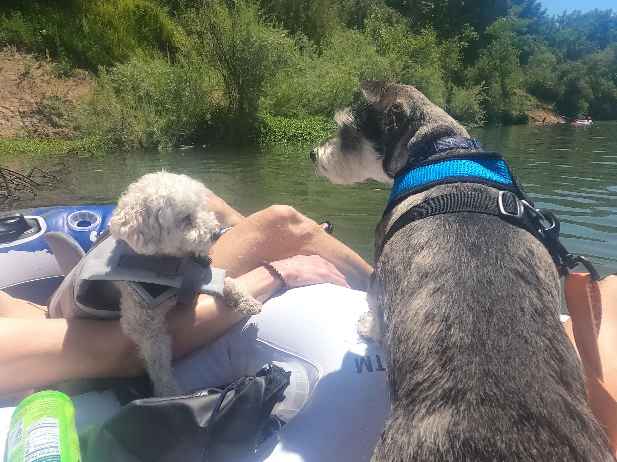 Adventure Pups 's image