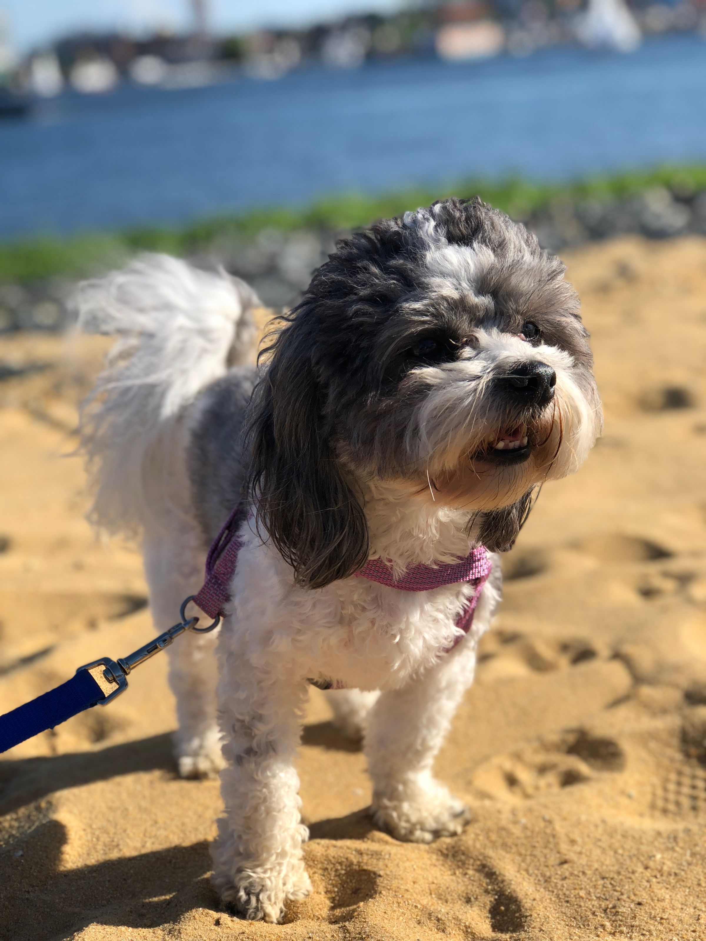 Adventure Pups 's image