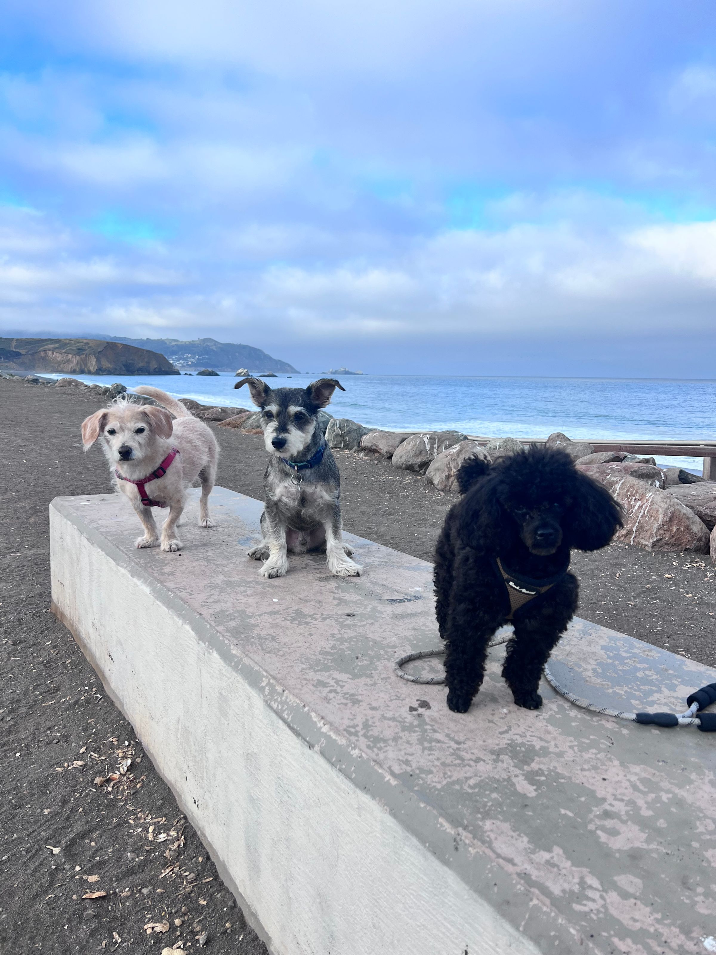 Adventure Pups 's image