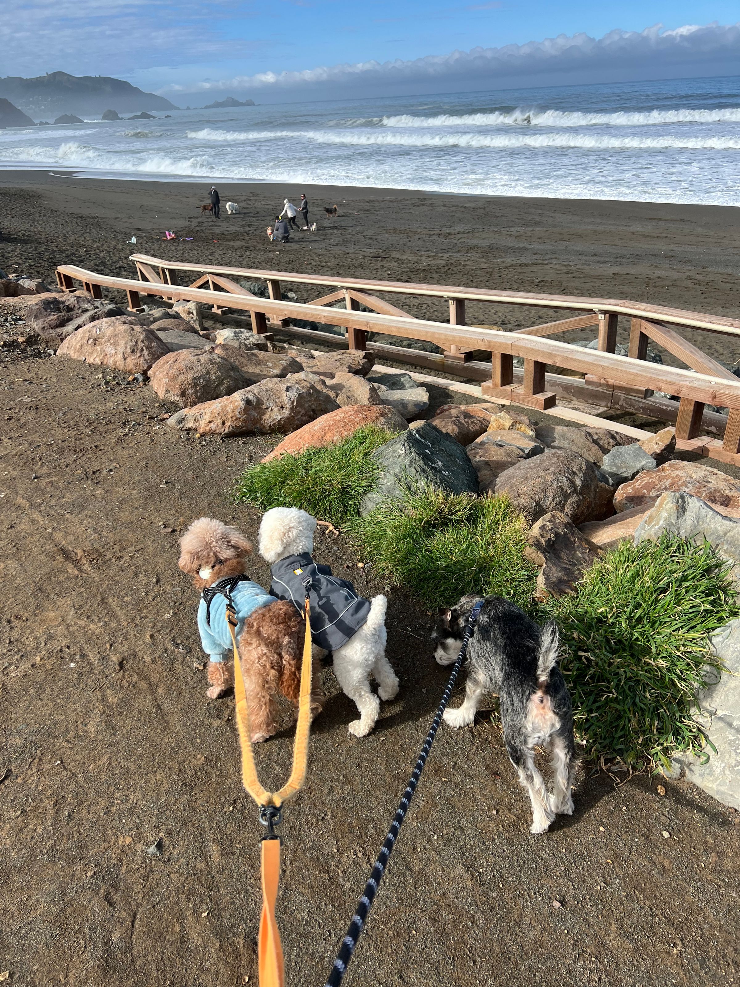 Adventure Pups 's image