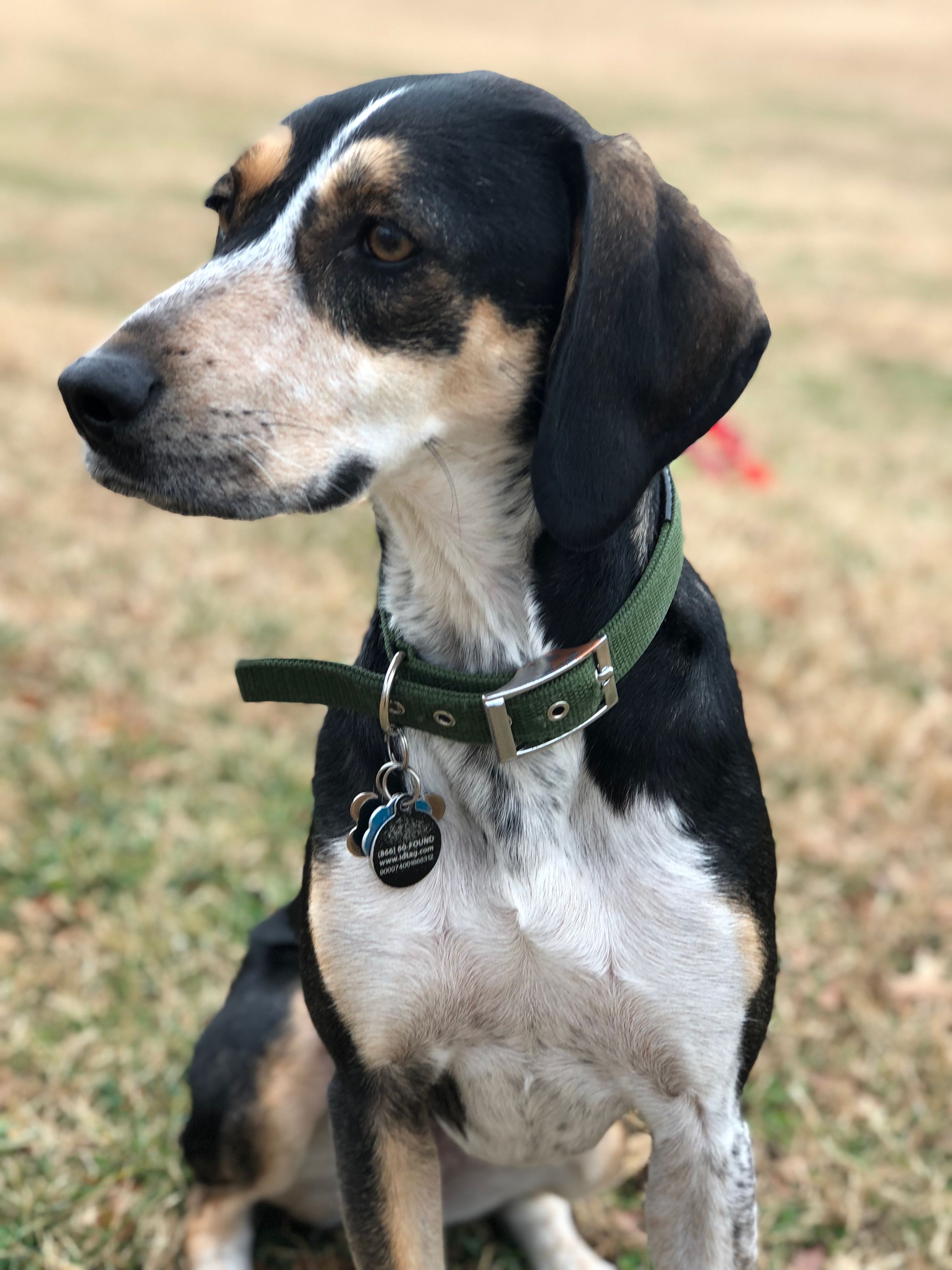 Adventure Pups 's image