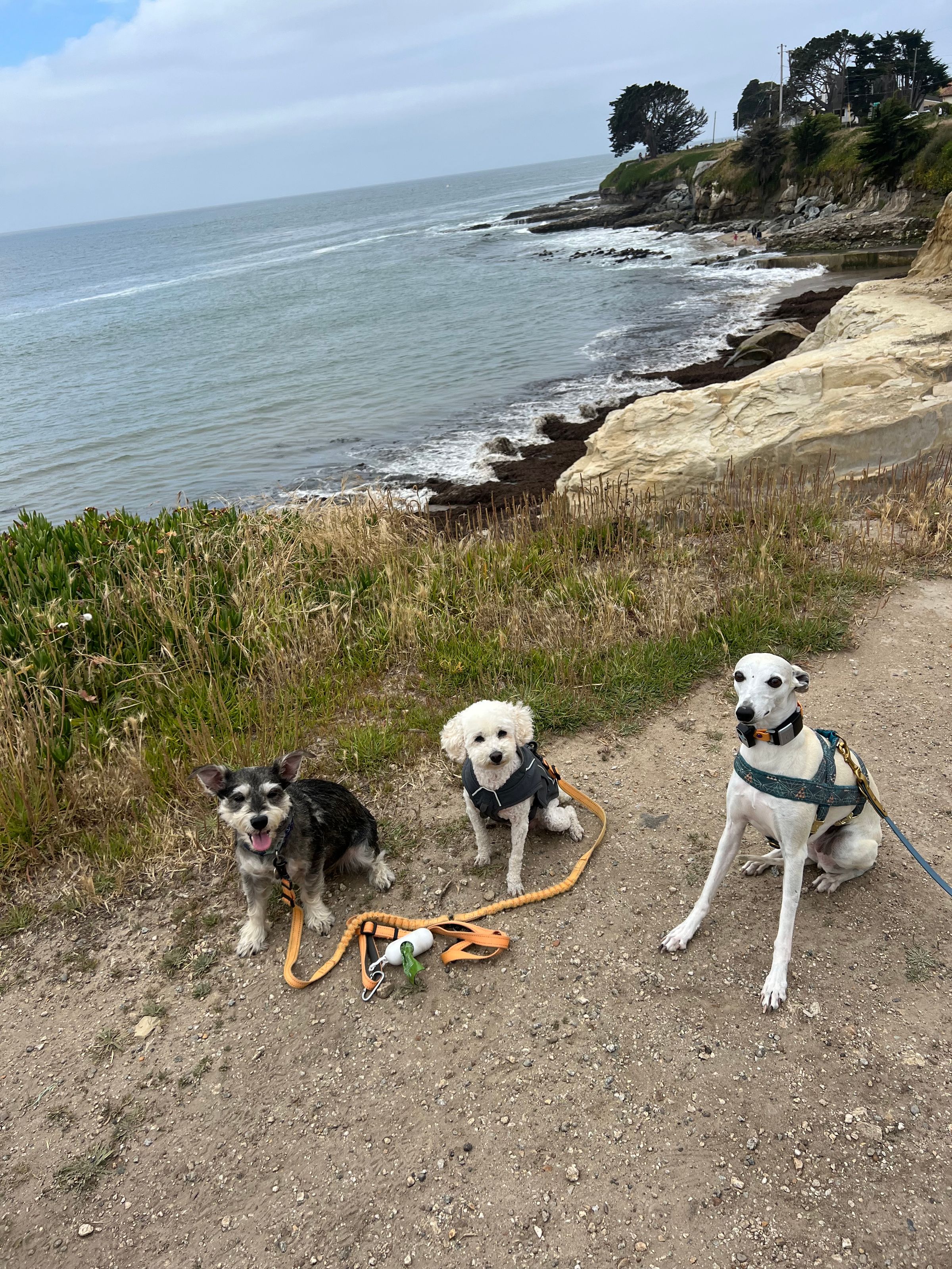 Adventure Pups 's image