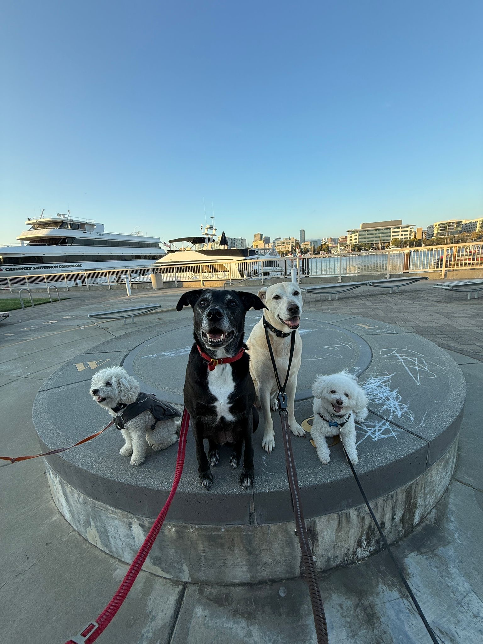 Adventure Pups 's image