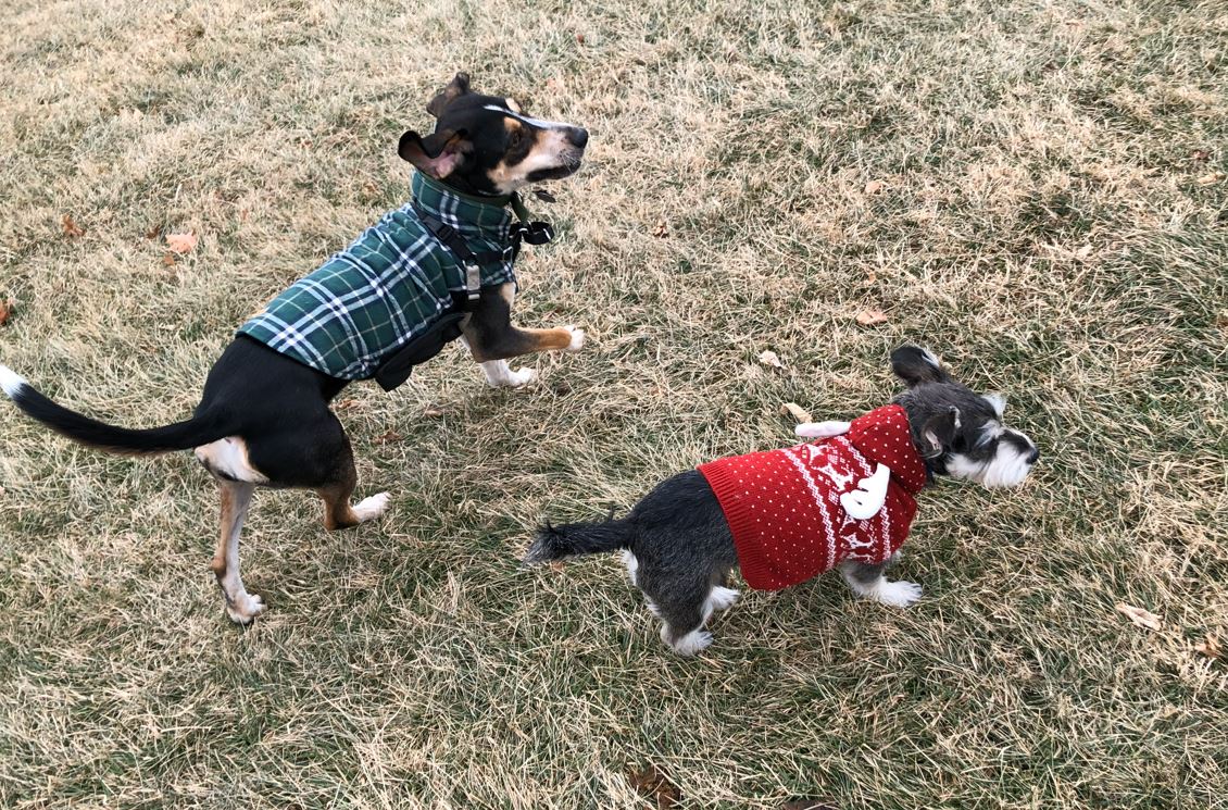 Adventure Pups 's image