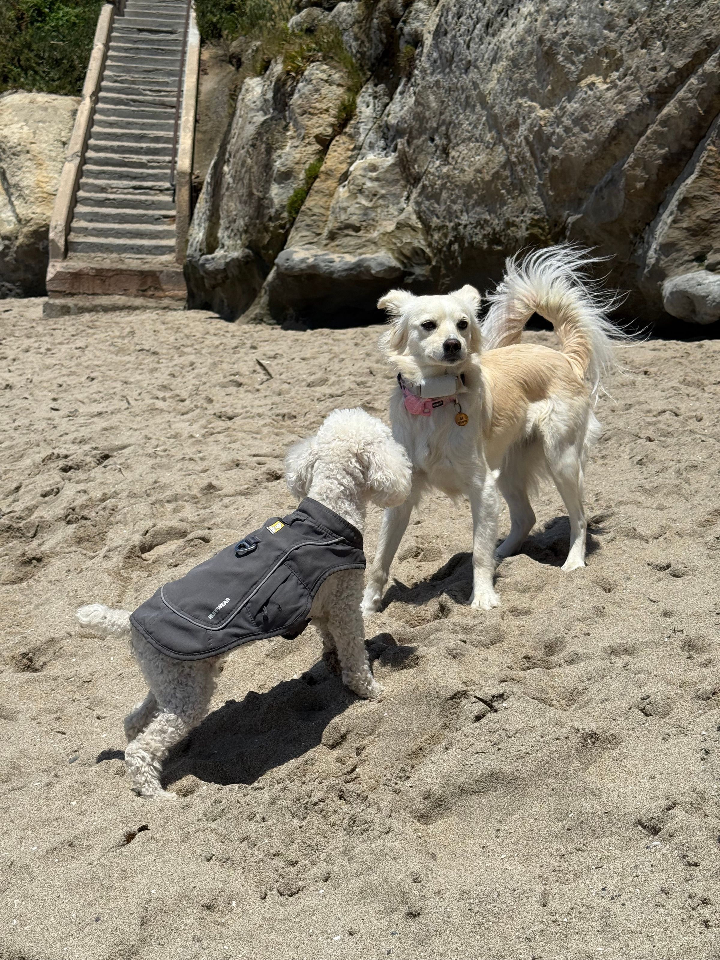 Adventure Pups 's image