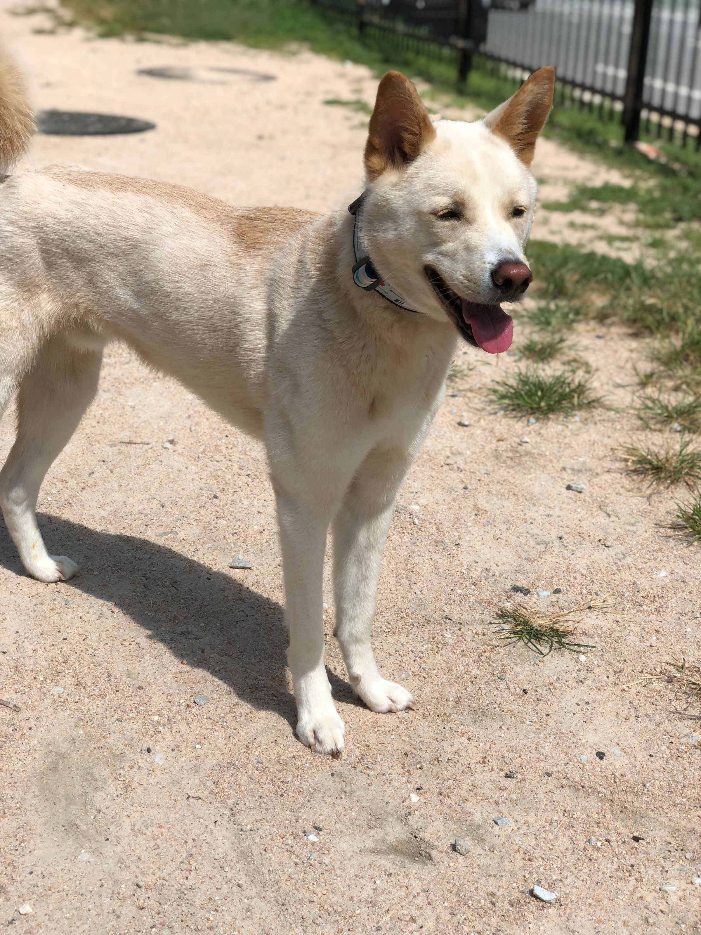 Adventure Pups 's image