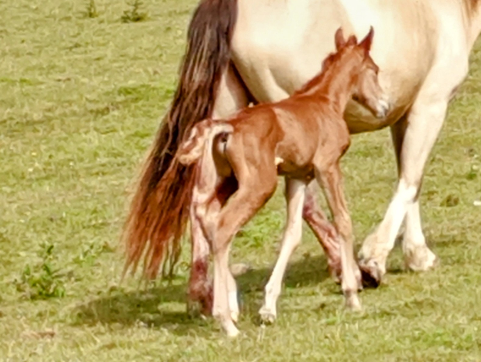 Red Dun Quarab Colt