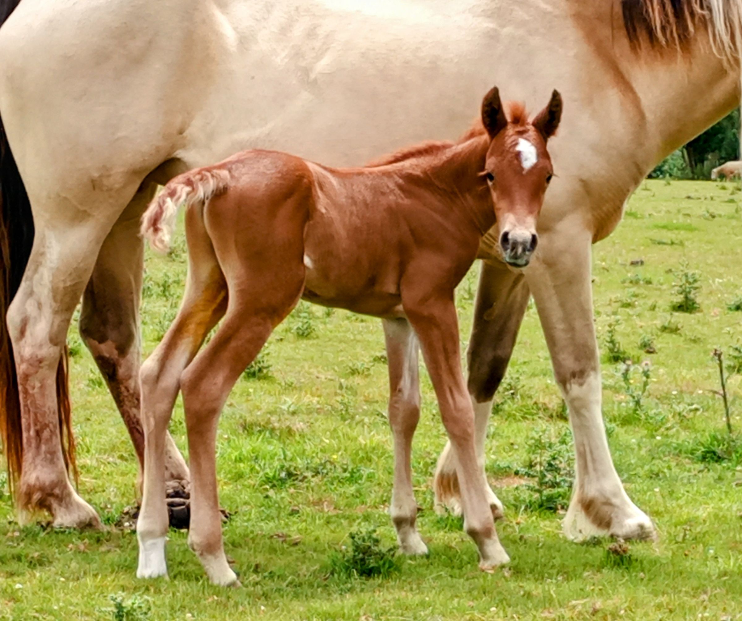 Quarab Red Dun Colt