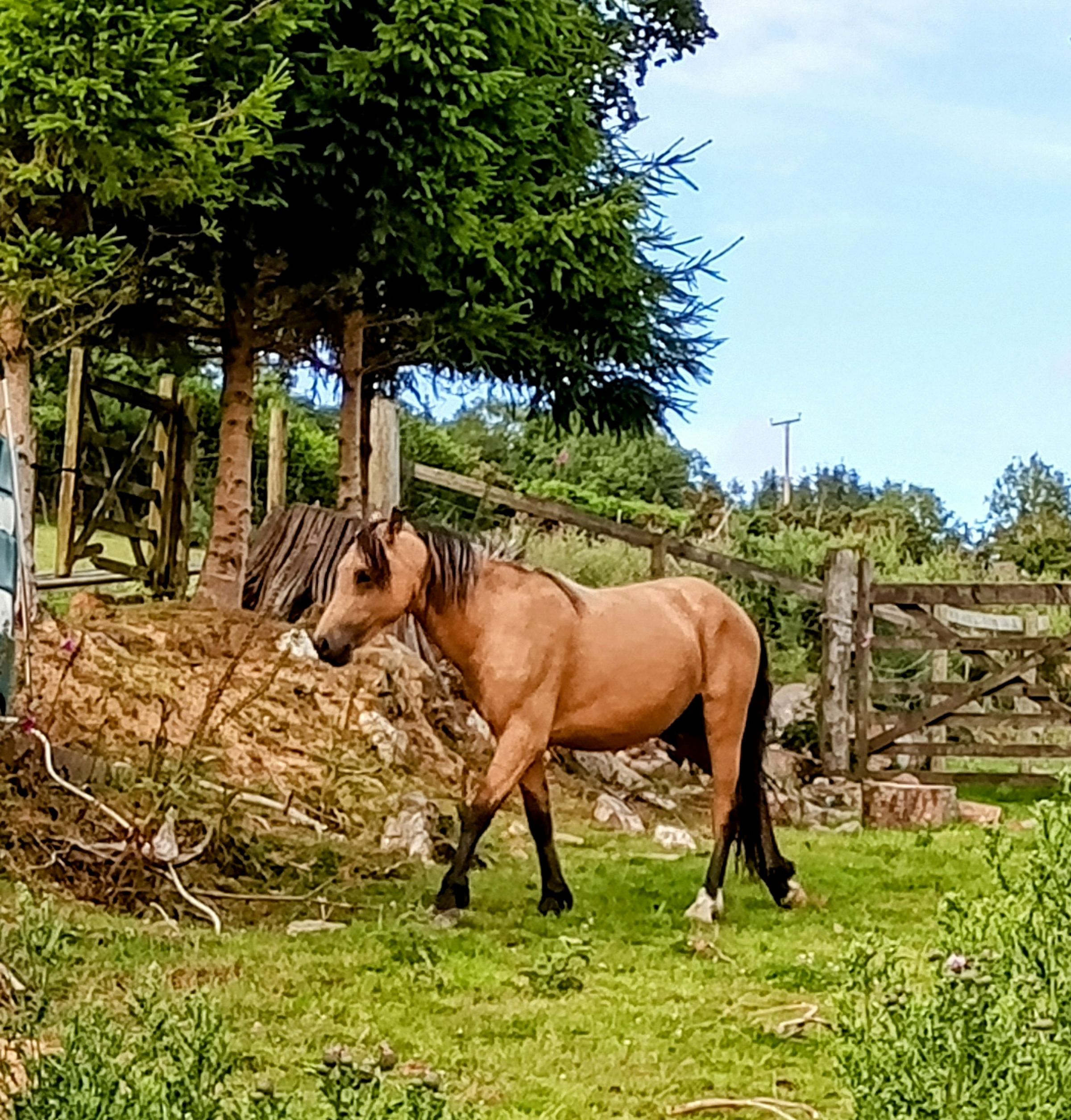 Cc Tegan '23 Buckskin Gelding