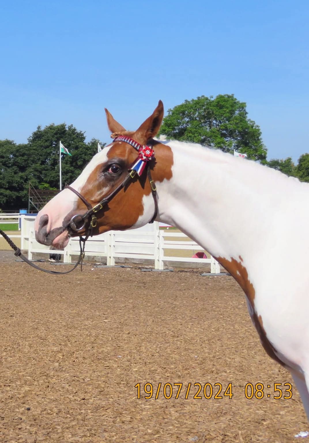 Arab Horse Society International Show open class, all ages.