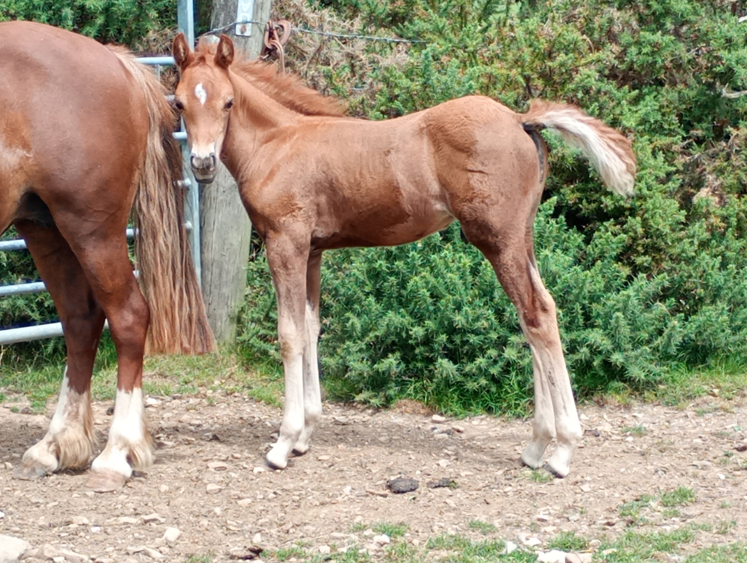 Red Dun PBA Colt