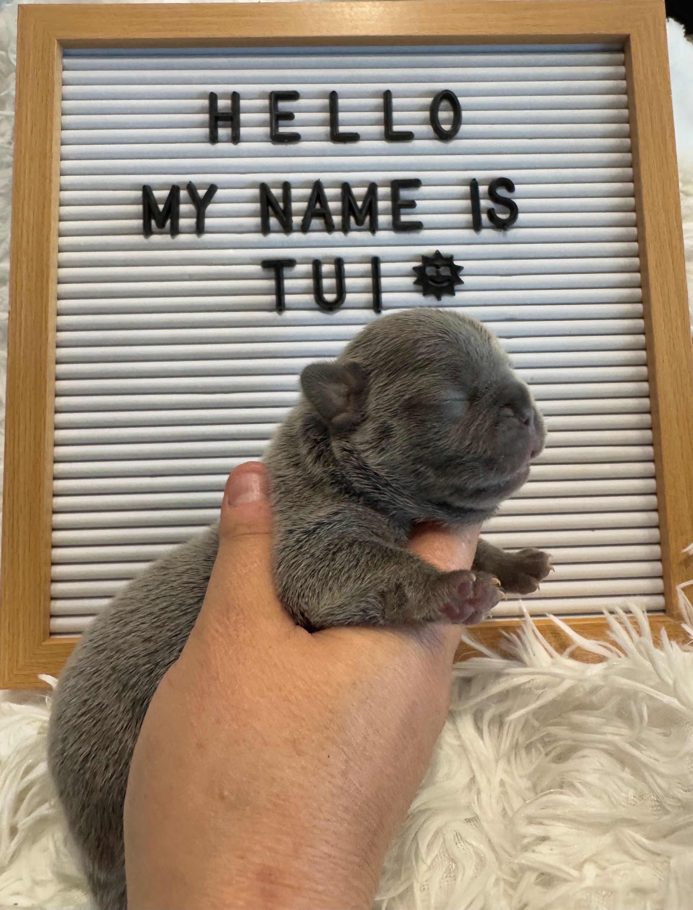 The Frenchie Lady Co.'s image
