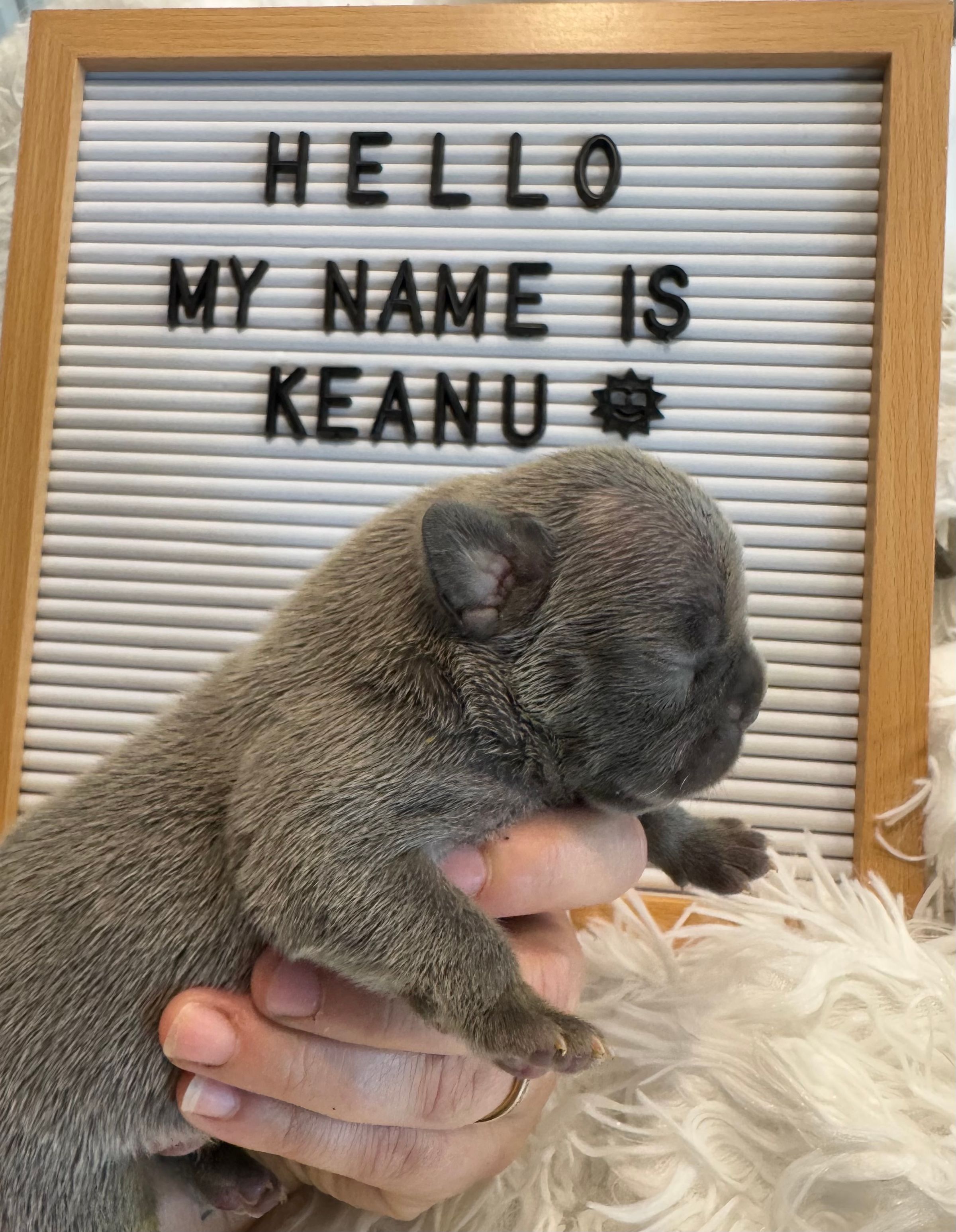 The Frenchie Lady Co.'s image