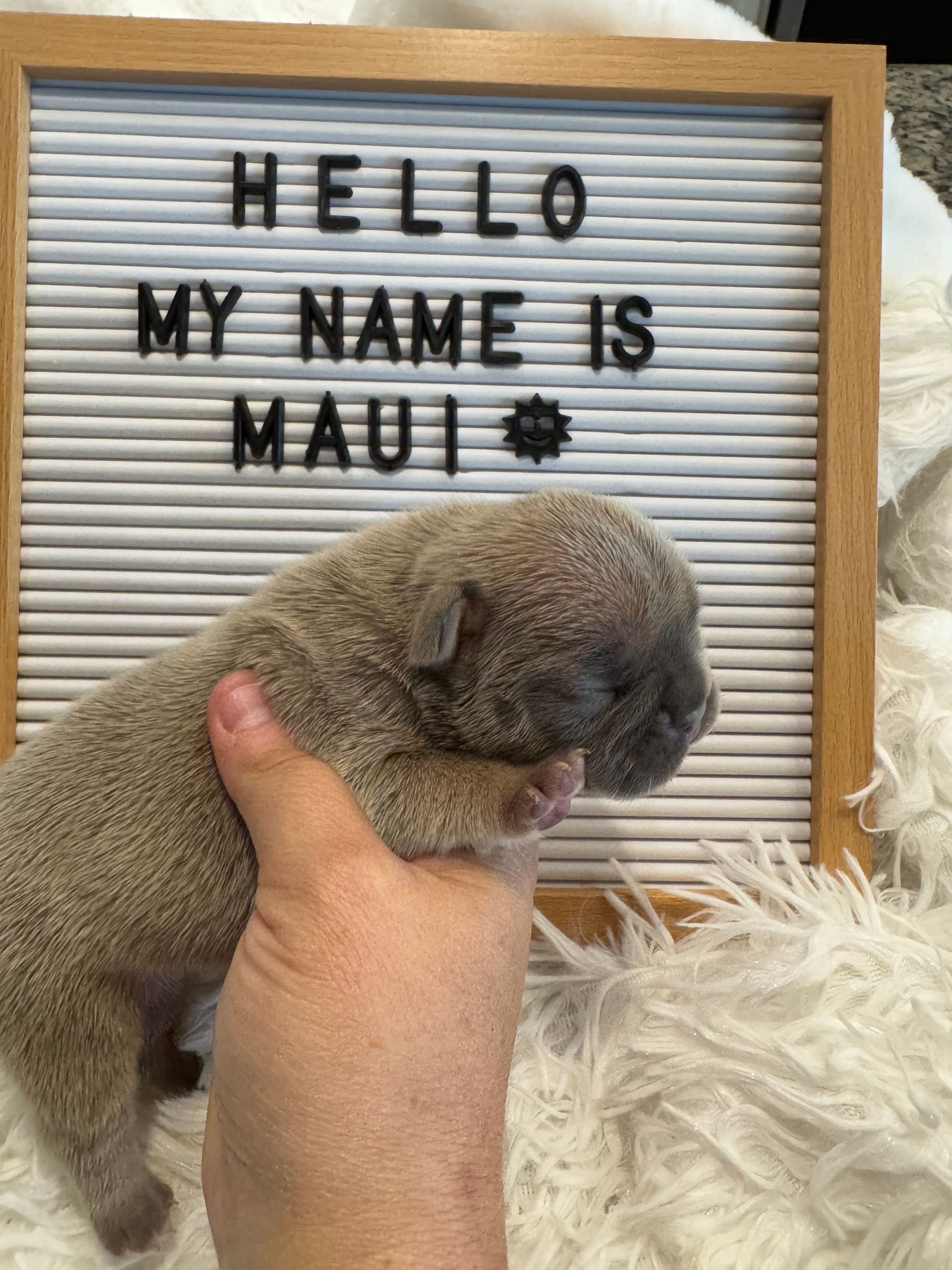 The Frenchie Lady Co.'s image