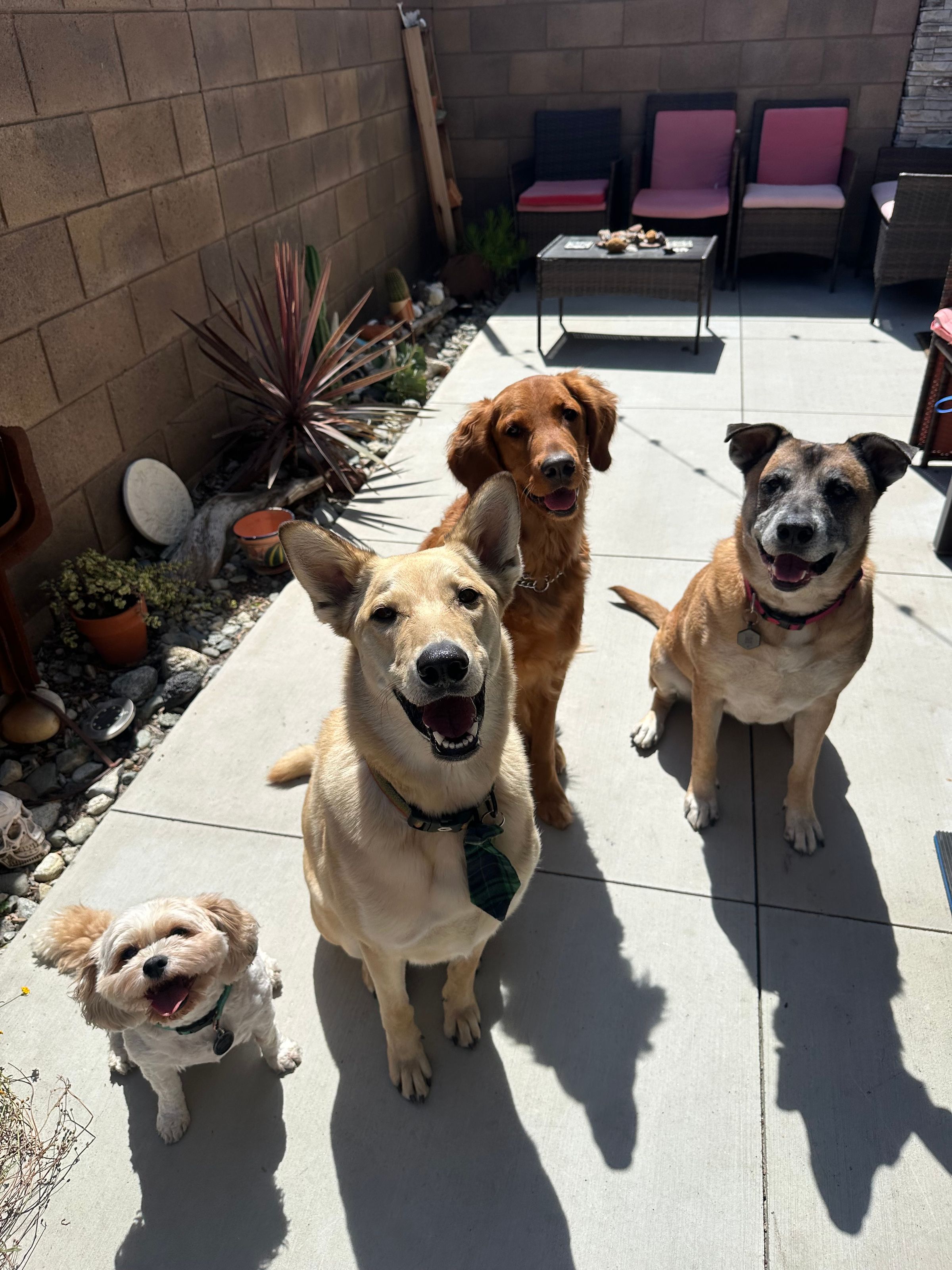 The Dog Camp | A New Style of Pet Care's image