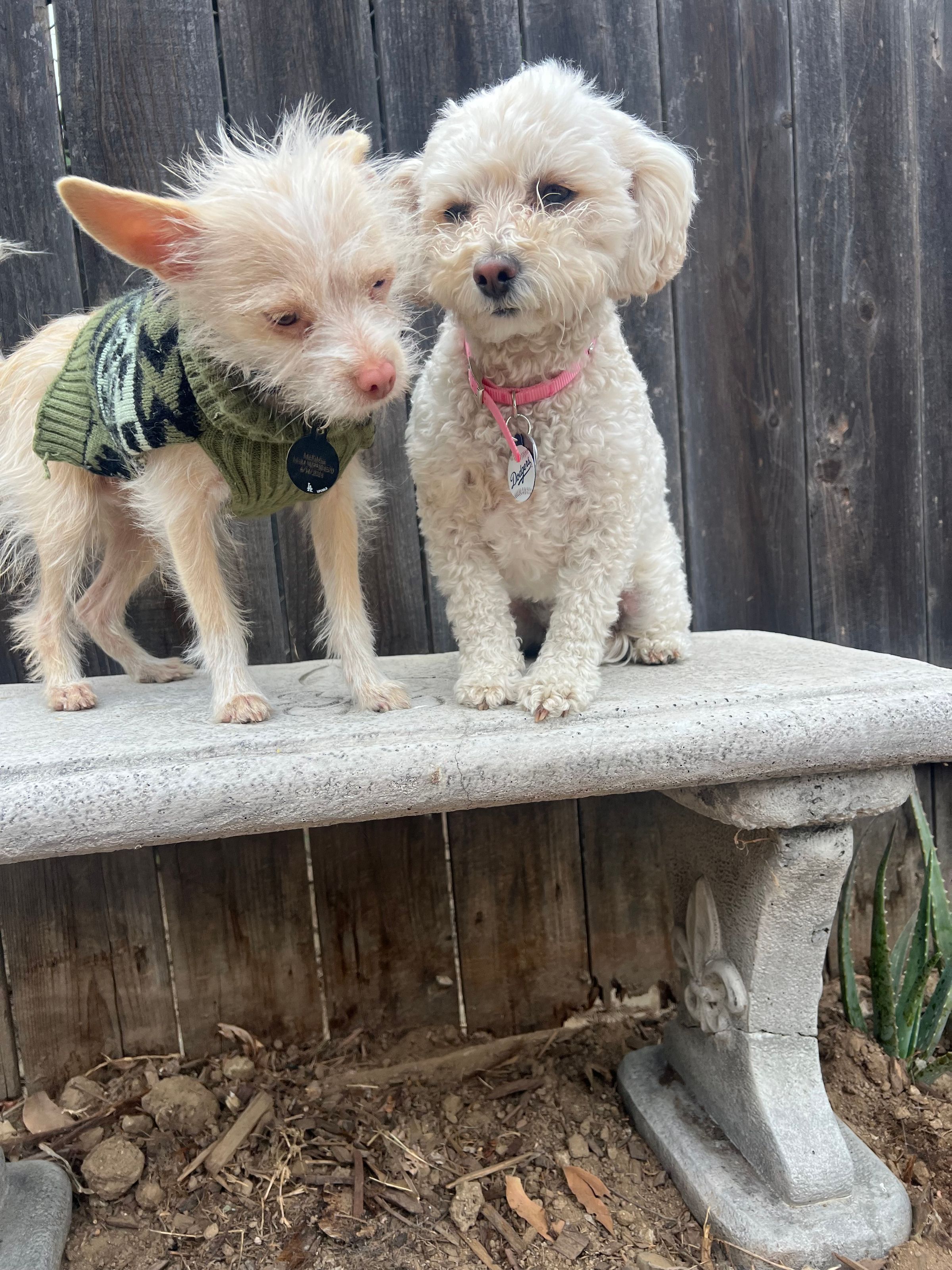 The Dog Camp | A New Style of Pet Care's image