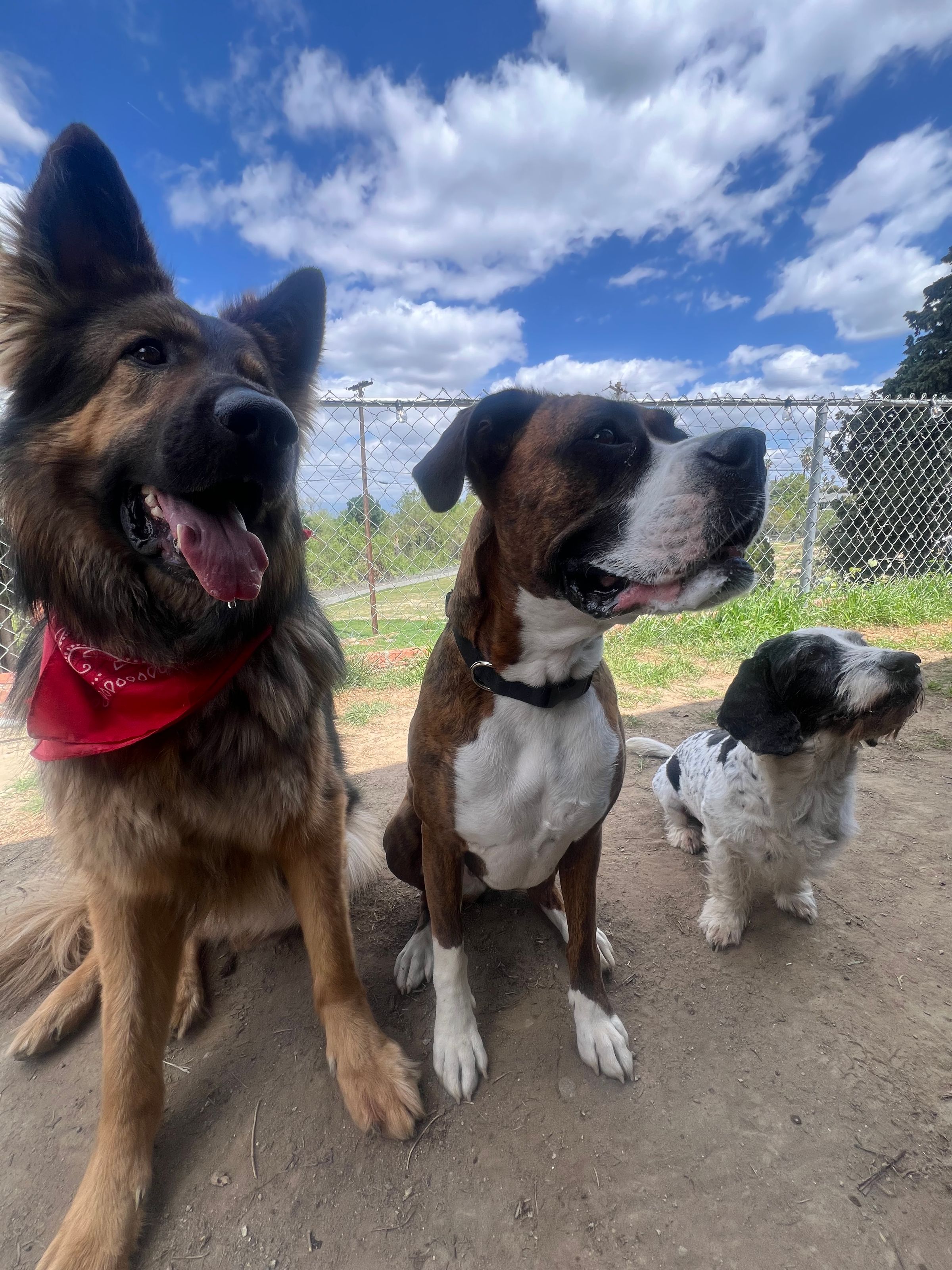 The Dog Camp | A New Style of Pet Care's image