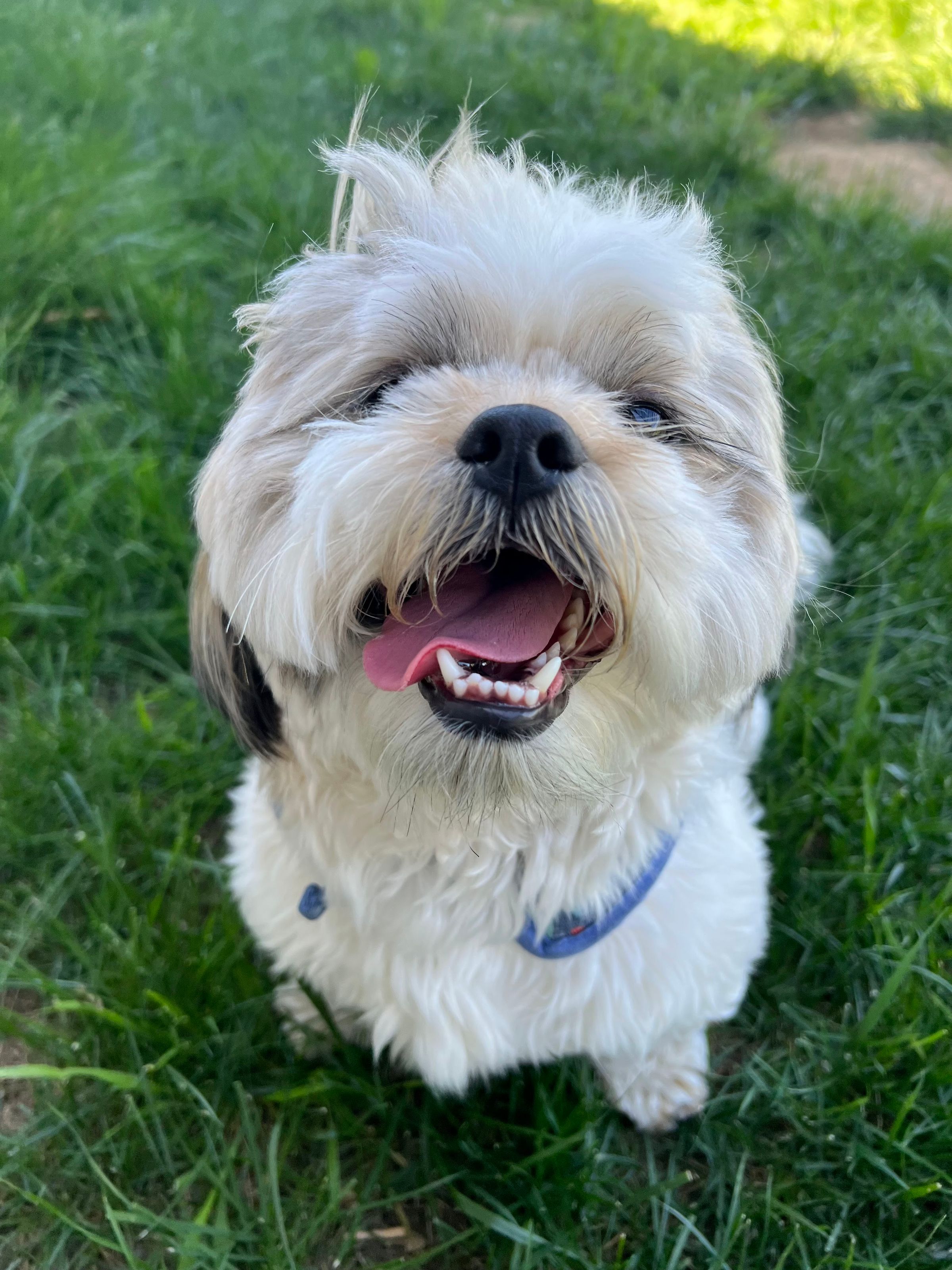 The Dog Camp | A New Style of Pet Care's image