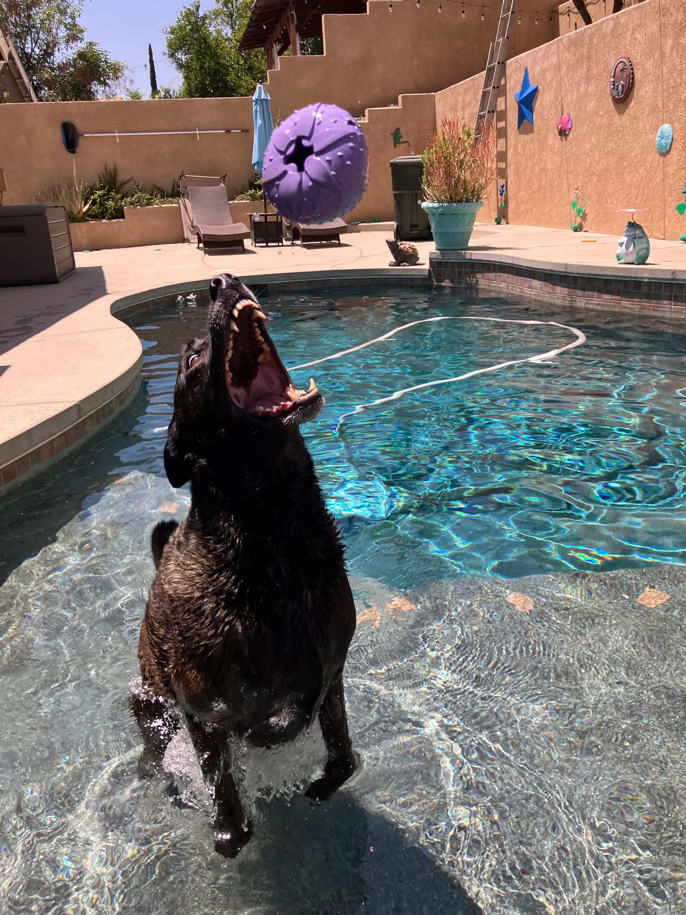 The Dog Camp | A New Style of Pet Care's image