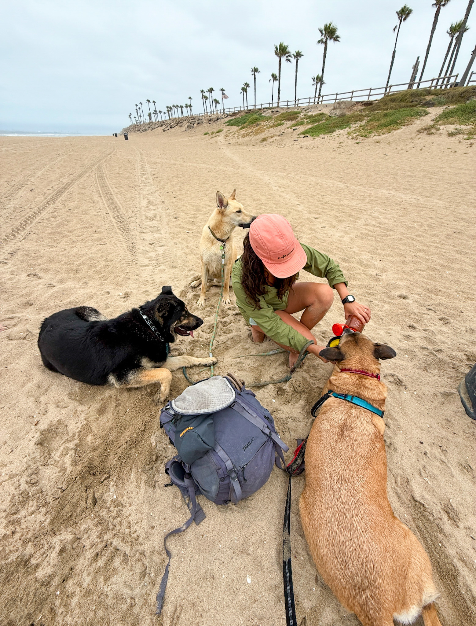 The Dog Camp | A New Style of Pet Care's image