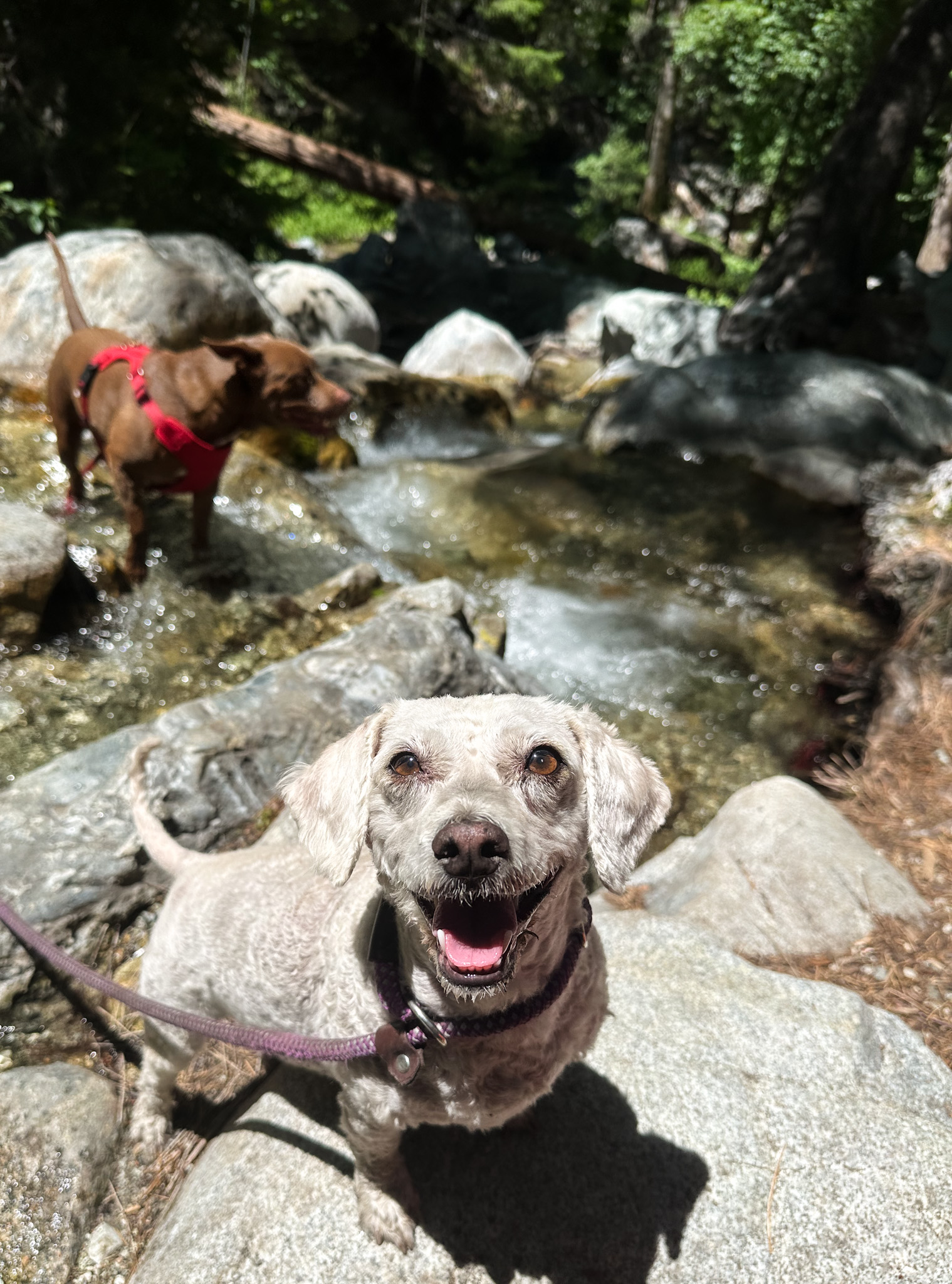 The Dog Camp | A New Style of Pet Care's image