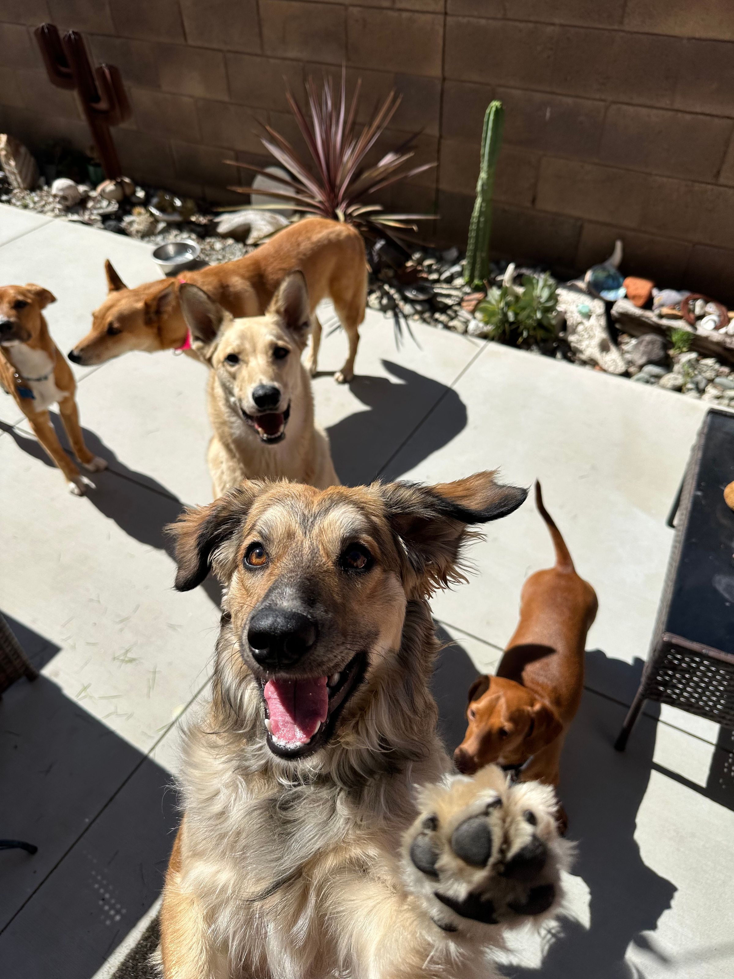 The Dog Camp | A New Style of Pet Care's image