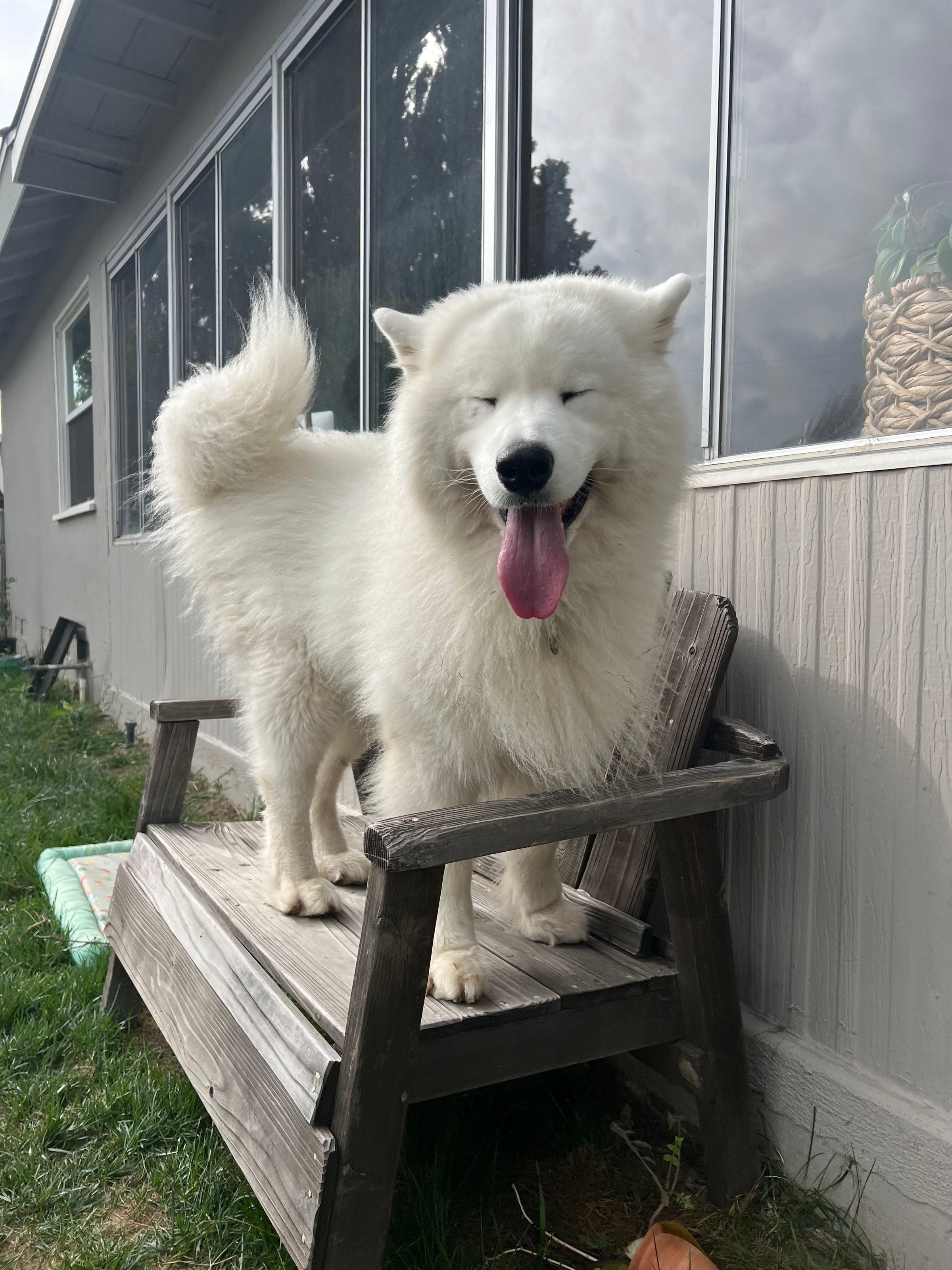 The Dog Camp | A New Style of Pet Care's image