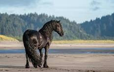 Equine Led Healing
