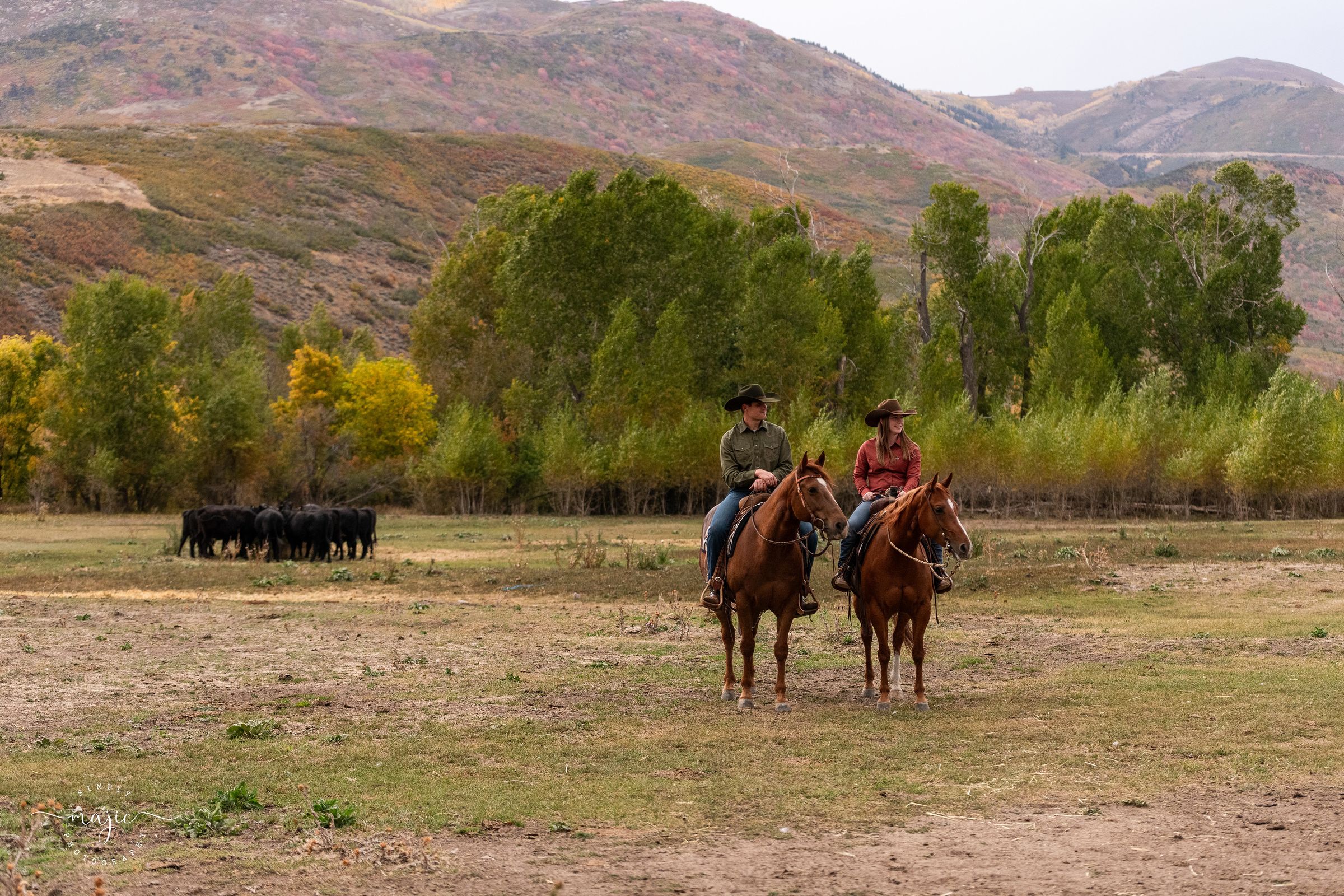 TR Bar Livestock's image