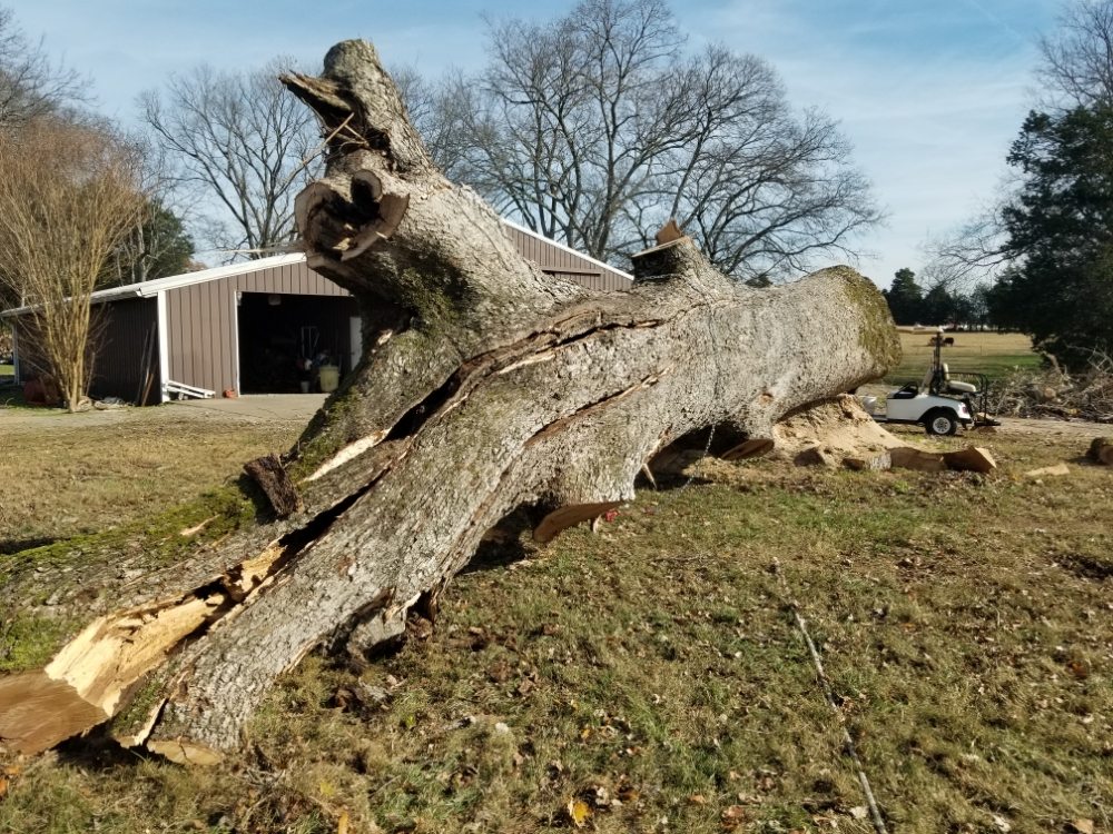 Middle Tennessee Tree Service's image