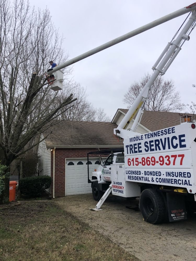 Middle Tennessee Tree Service's image