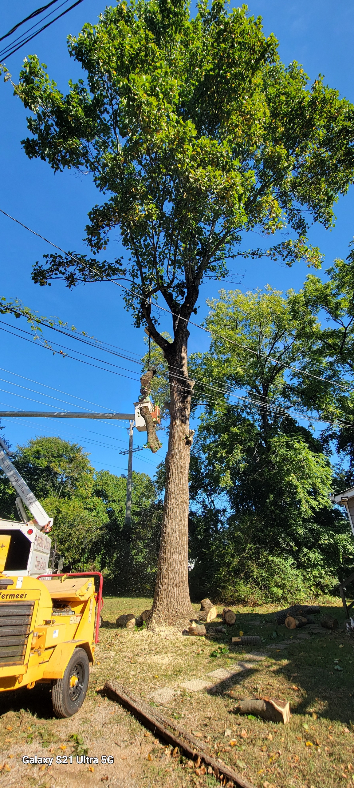 Middle Tennessee Tree Service's image