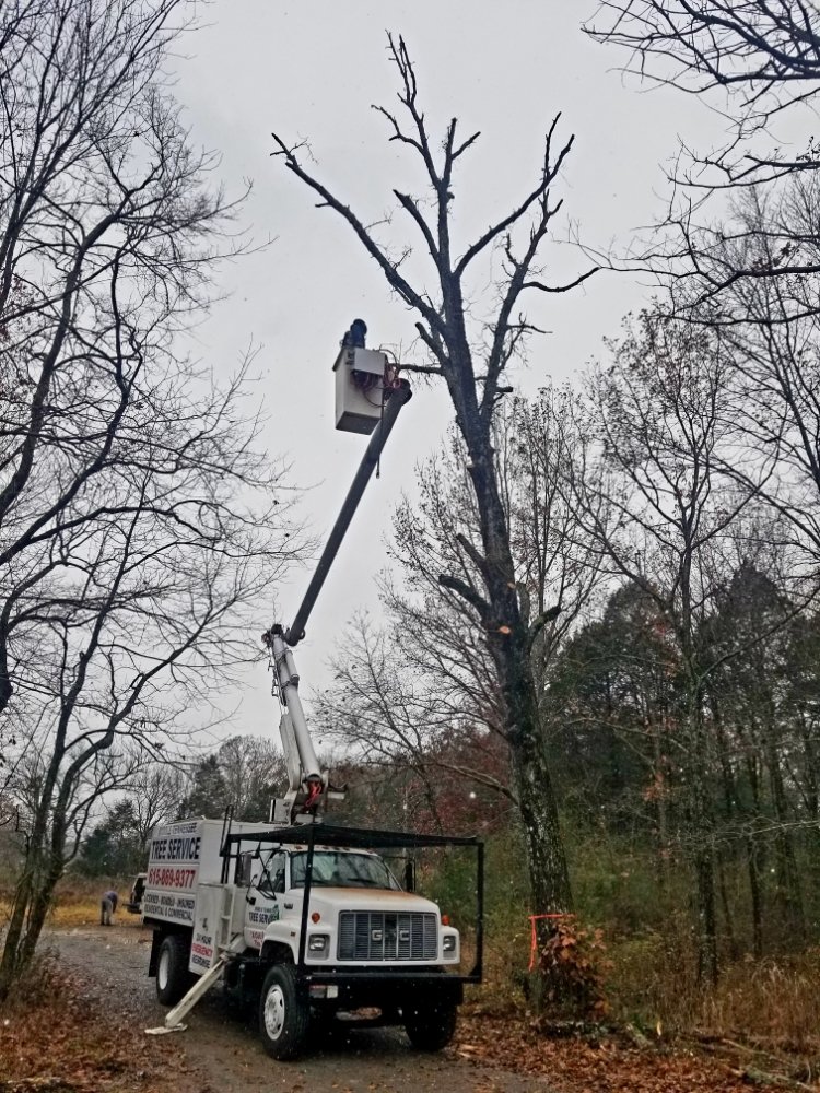 Middle Tennessee Tree Service's image