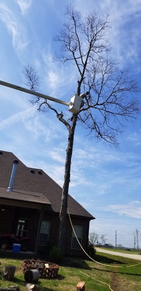 Middle Tennessee Tree Service's image