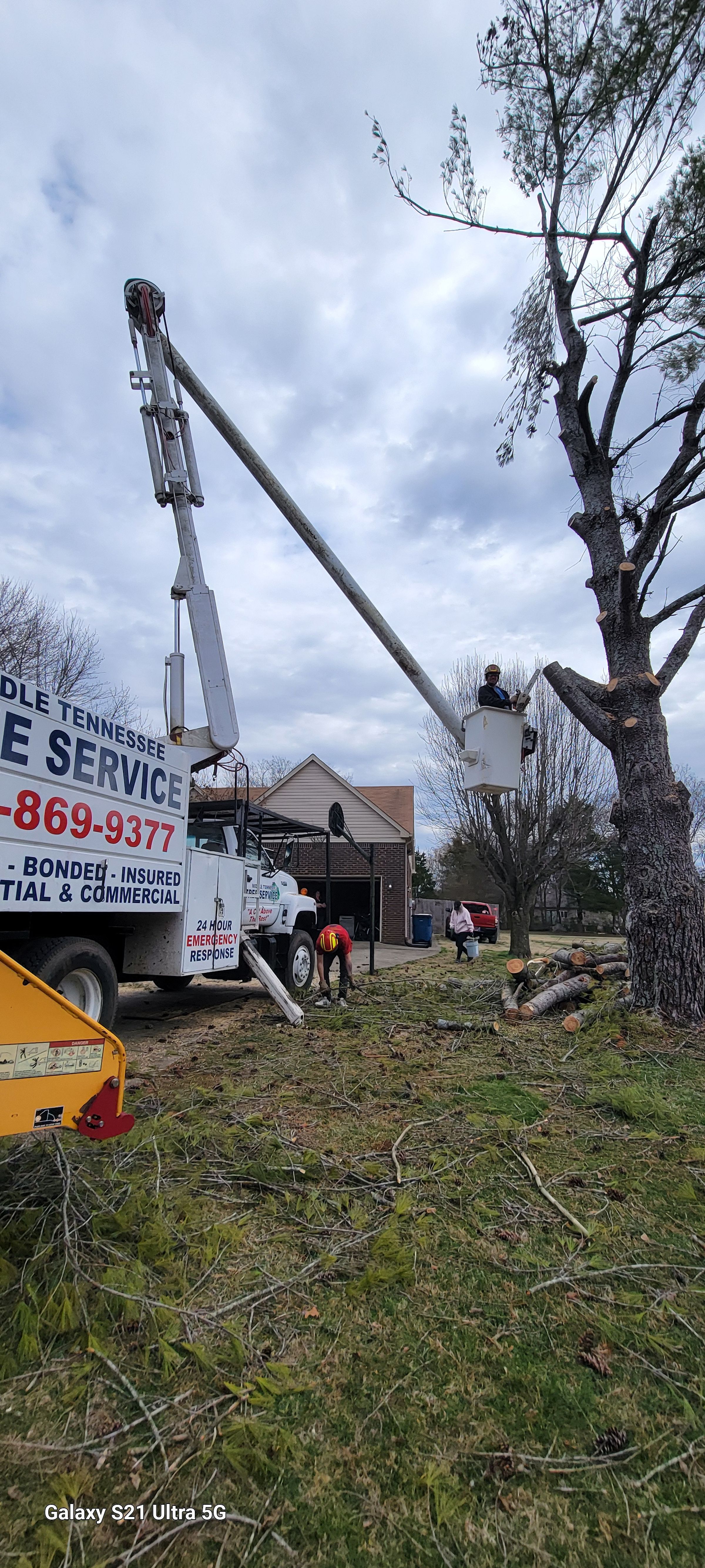 Middle Tennessee Tree Service's image