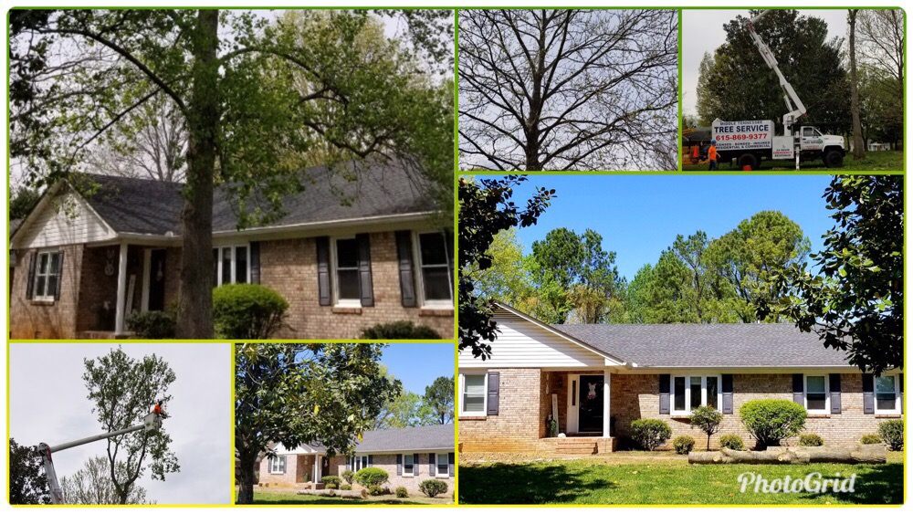 Middle Tennessee Tree Service's image