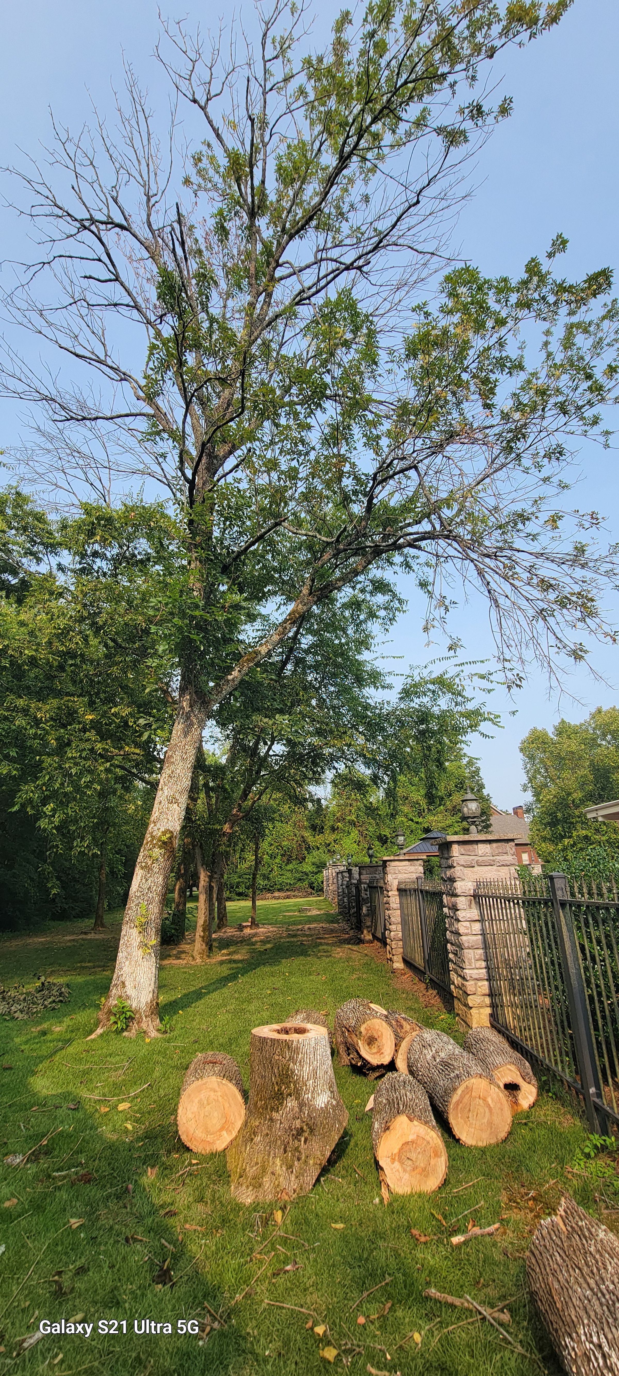Middle Tennessee Tree Service's image