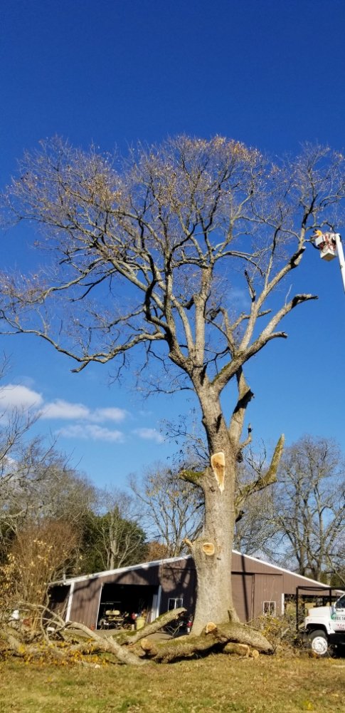 Middle Tennessee Tree Service's image