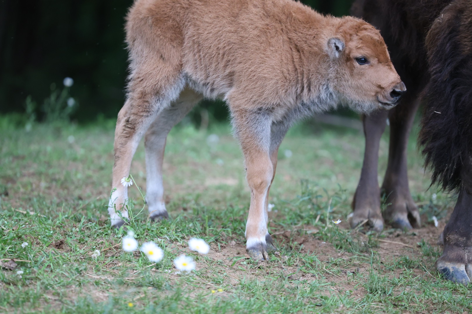 MayDay Farms's image