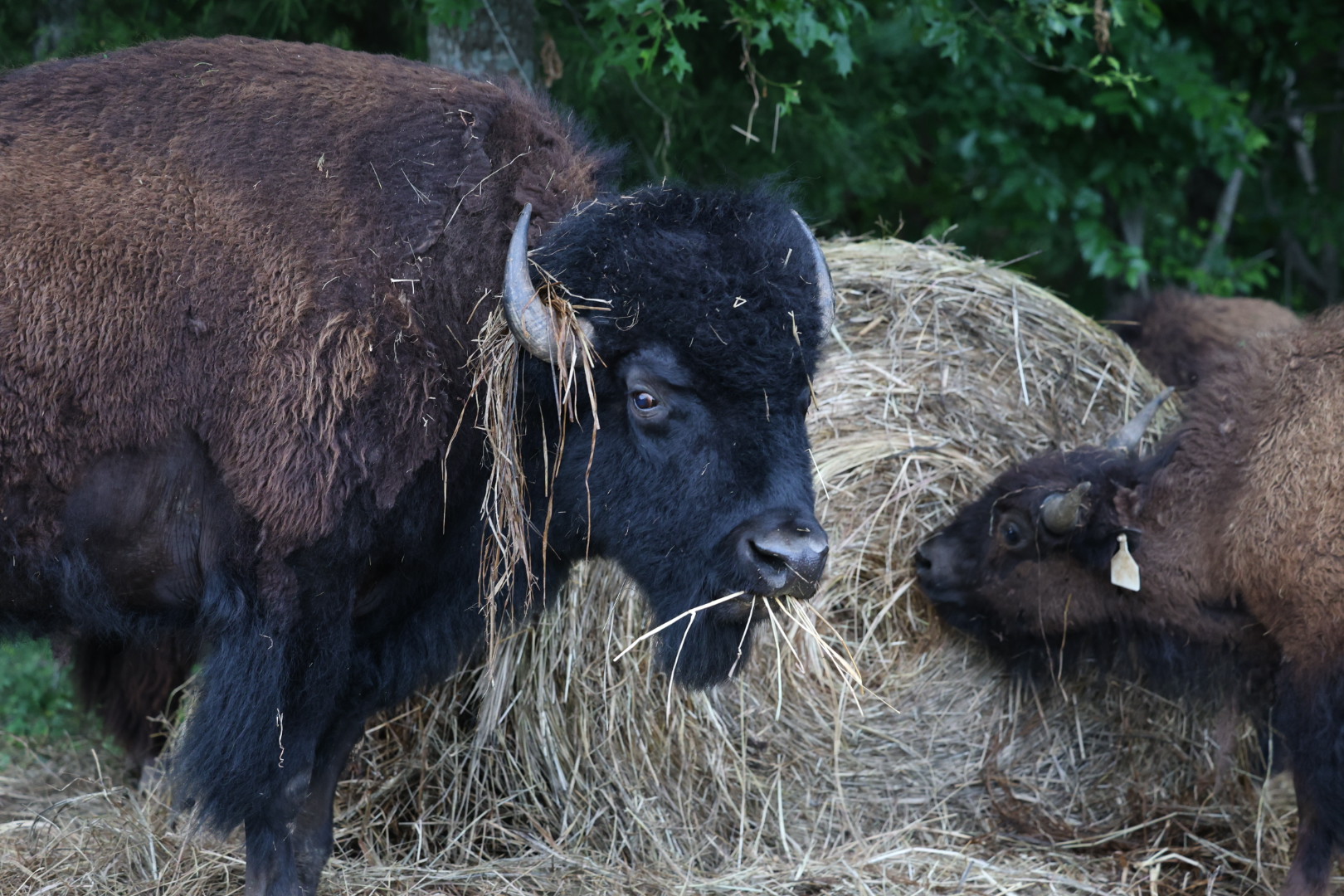 MayDay Farms's image