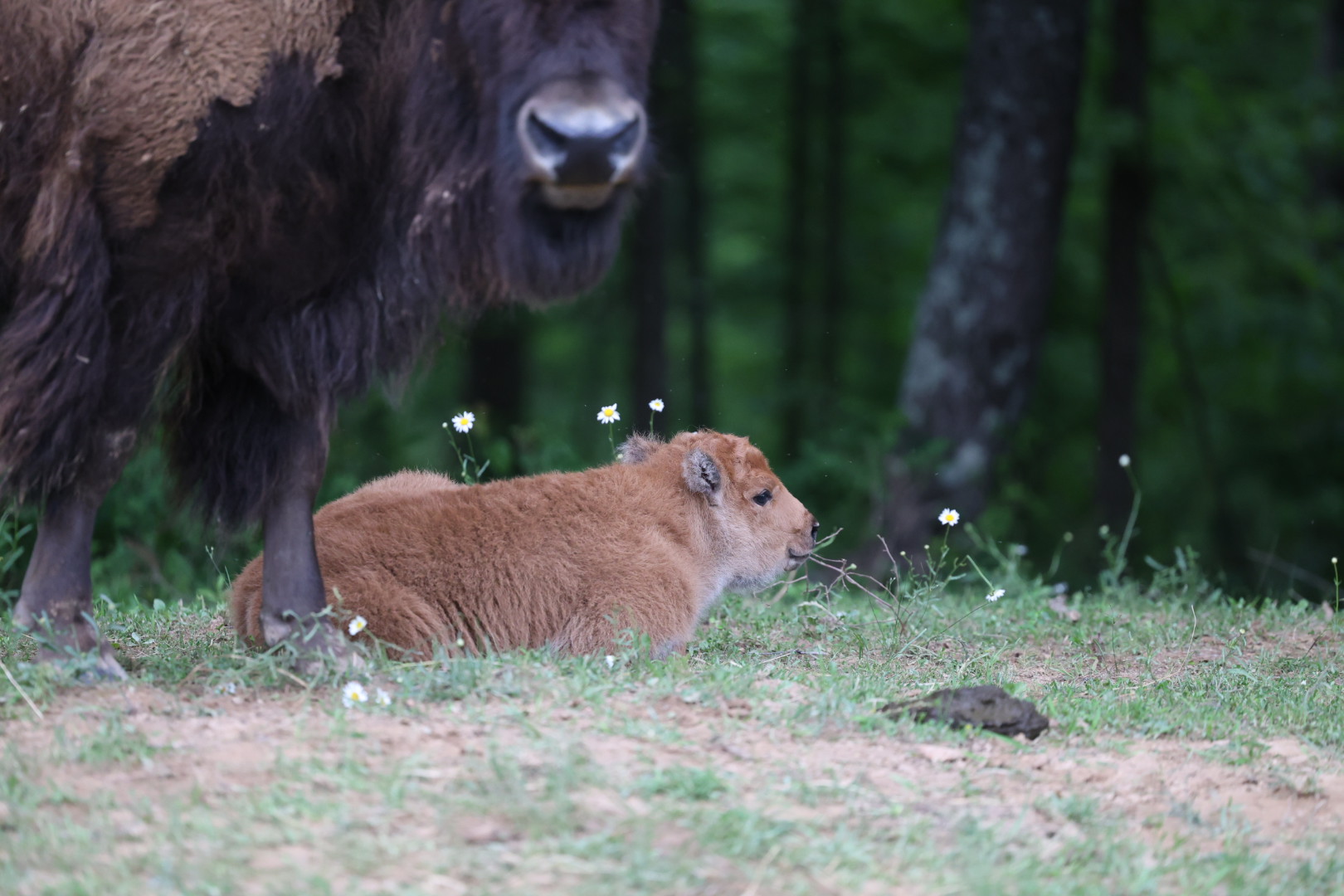 MayDay Farms's image