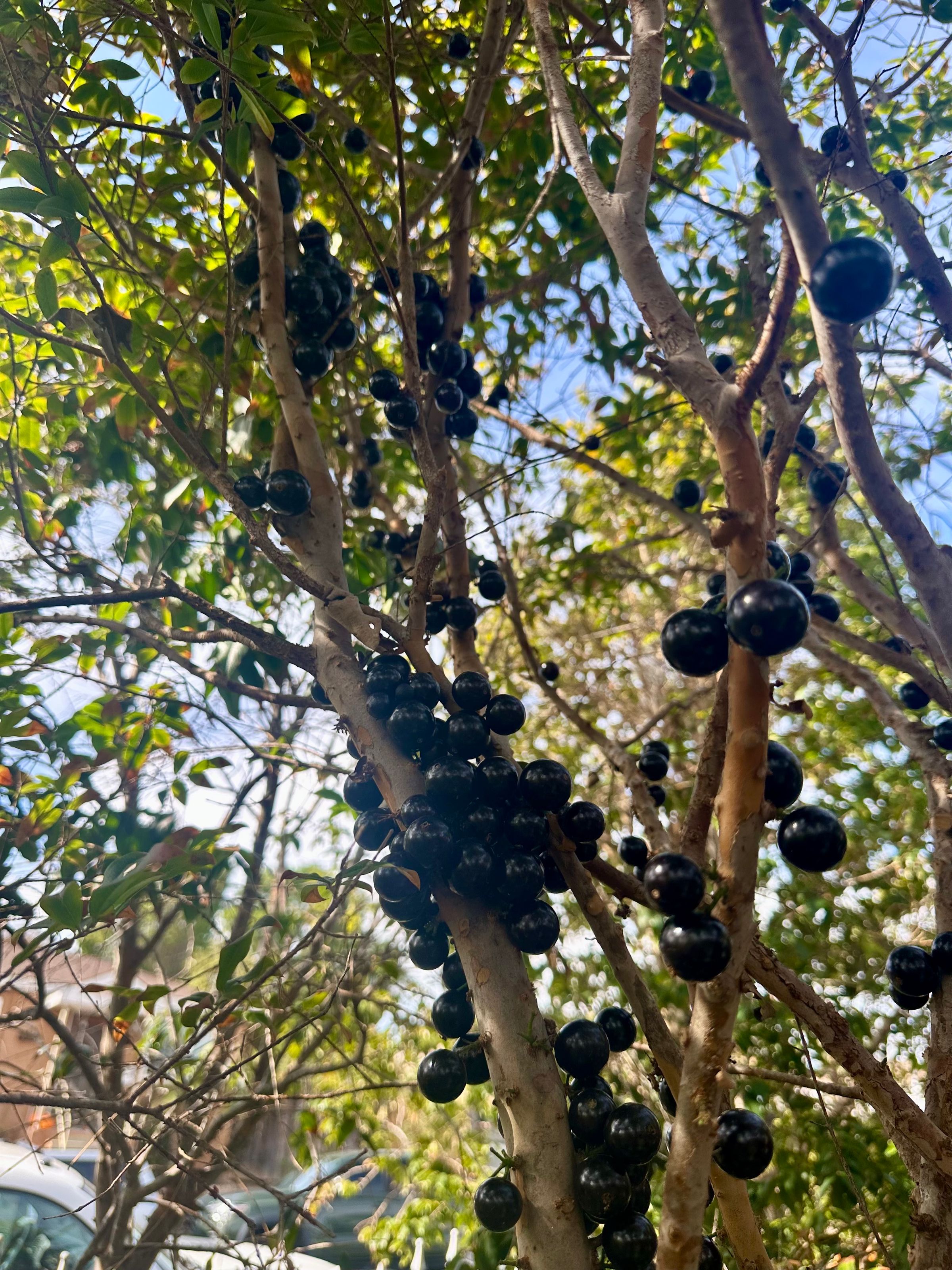 San Diego Food Forest 's image