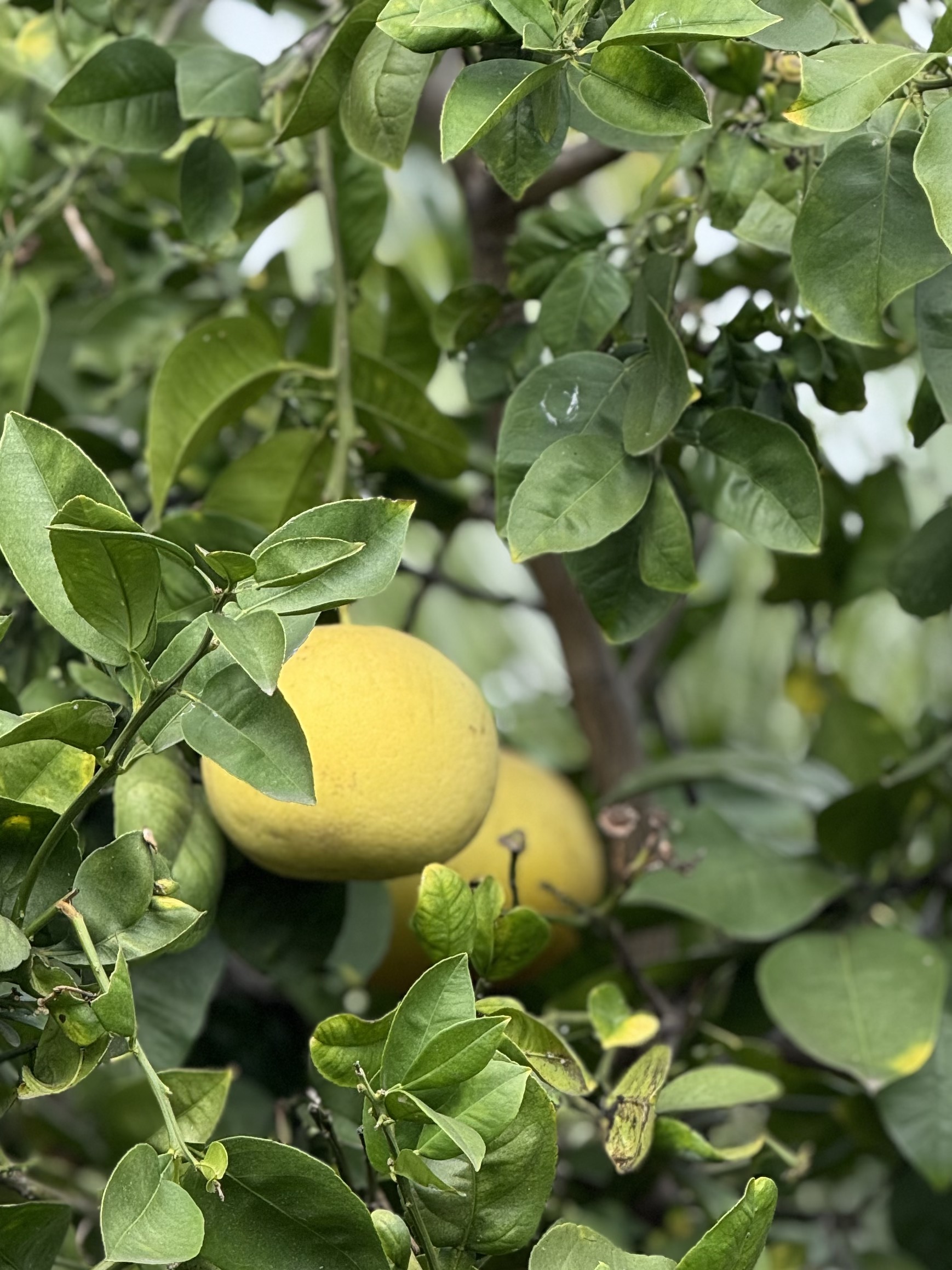 San Diego Food Forest 's image