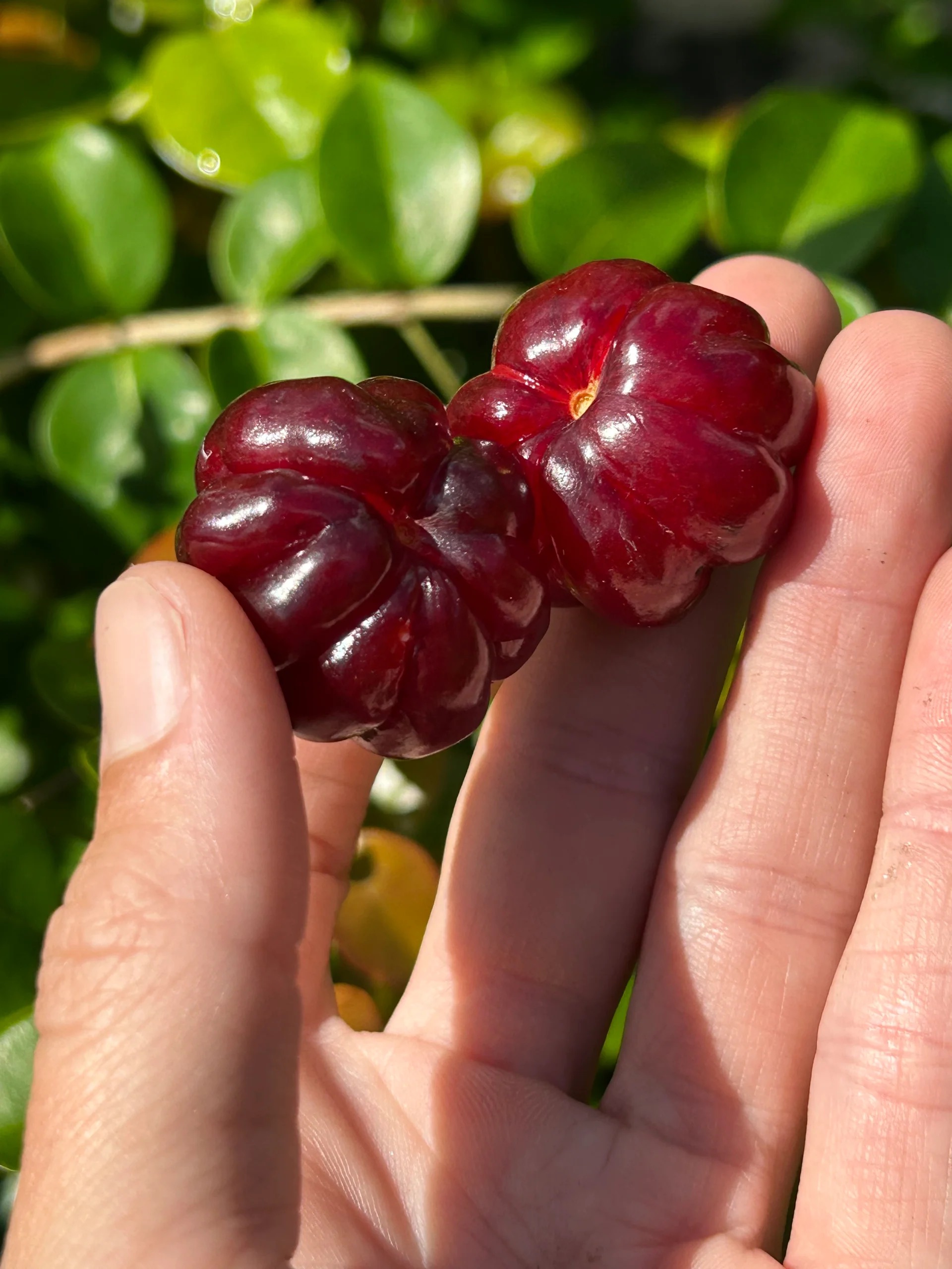 San Diego Food Forest 's image