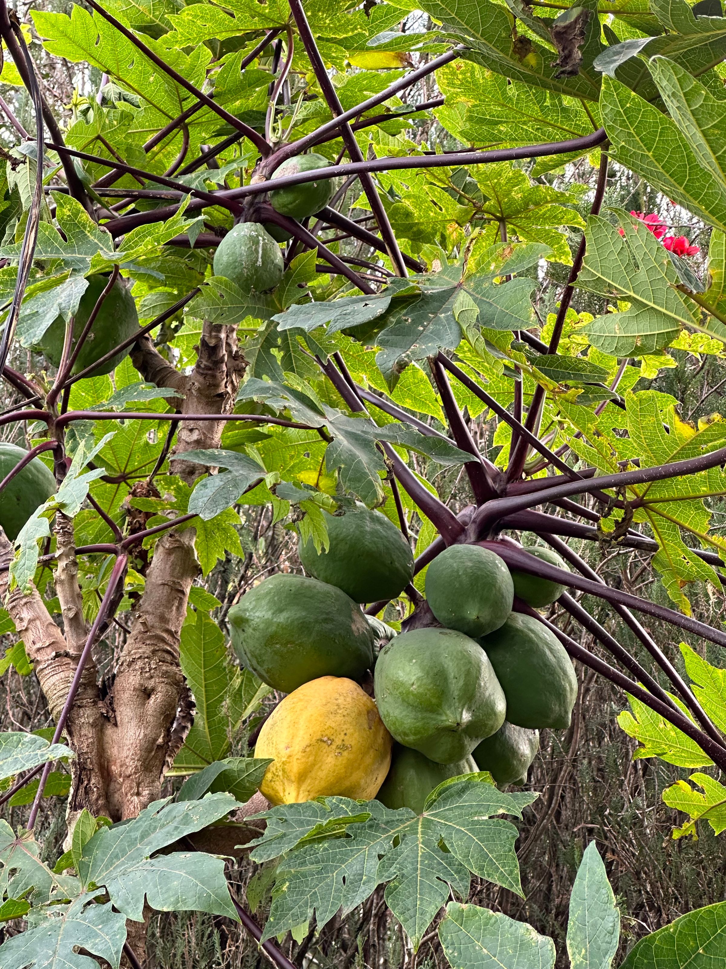 San Diego Food Forest 's image