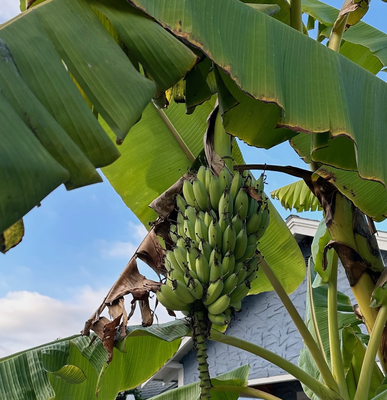 San Diego Food Forest 's image