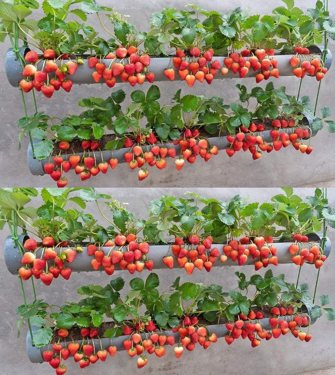 San Diego Food Forest 's image