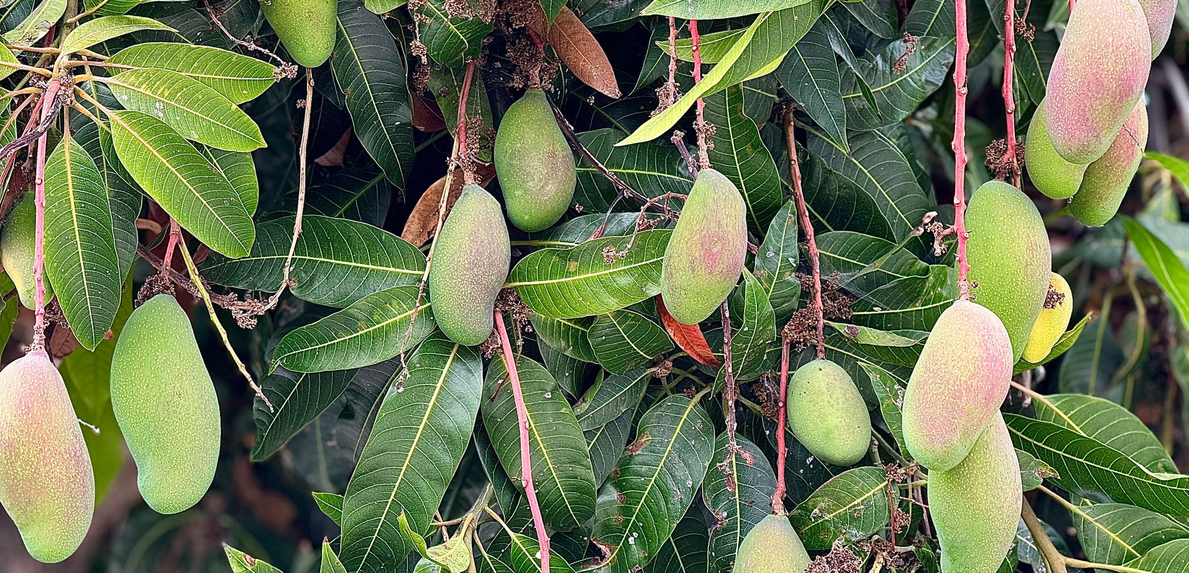 San Diego Food Forest 's image