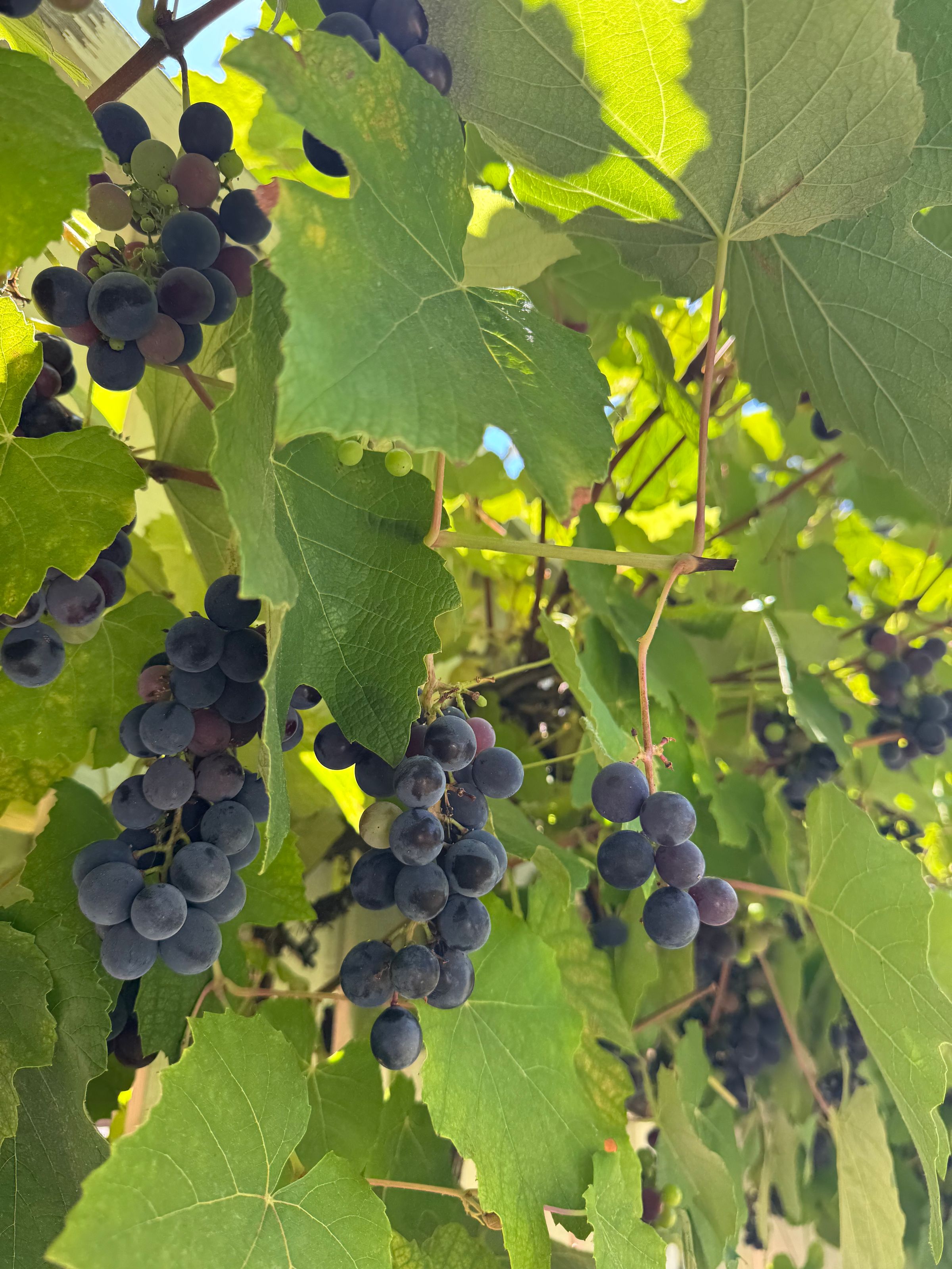 San Diego Food Forest 's image