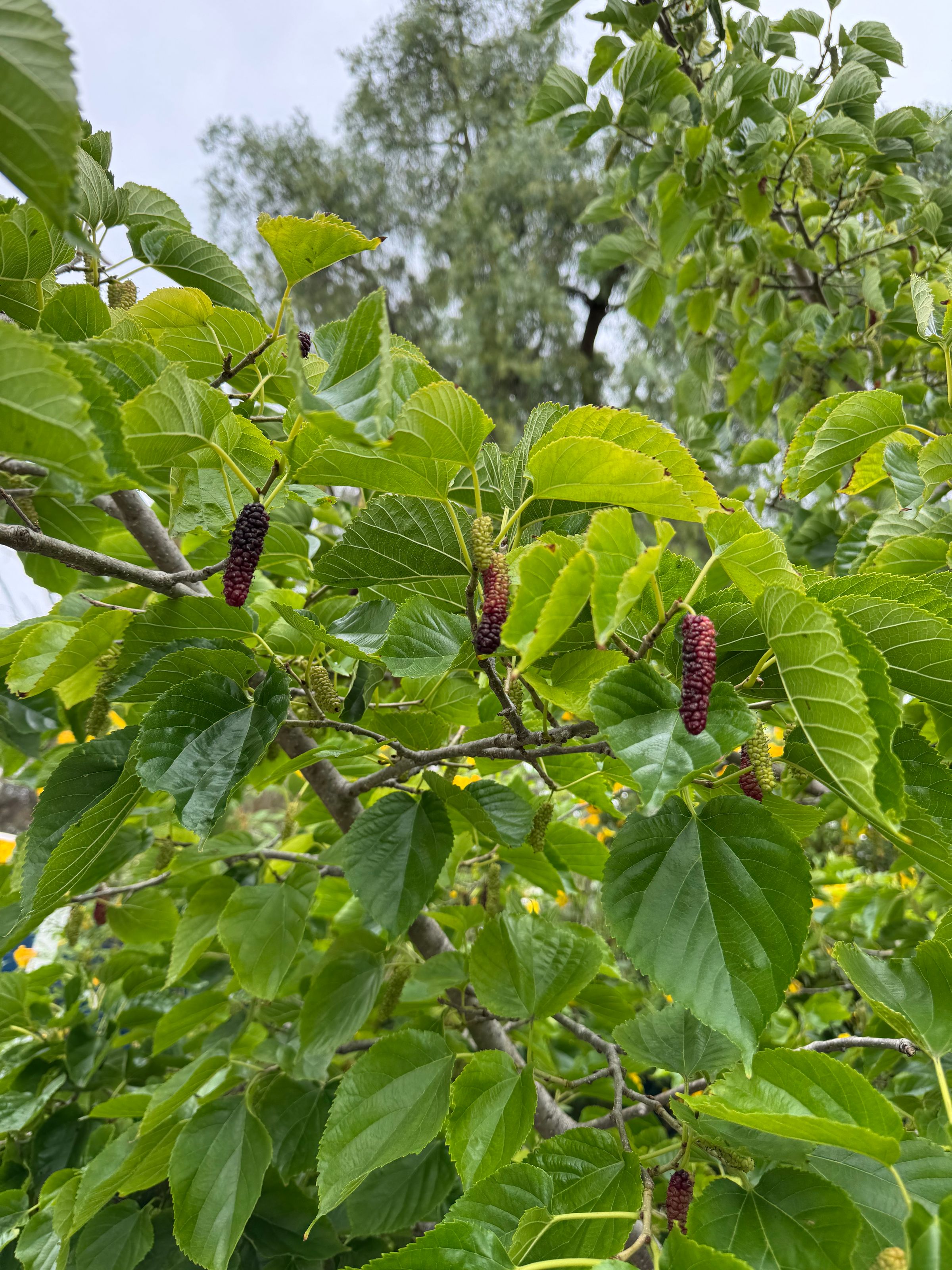 San Diego Food Forest 's image